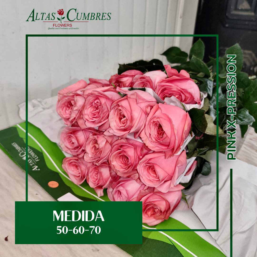 Rose Pink Xpression 50 A1 Altas Cumbres EC buy wholesale on M-Flowers