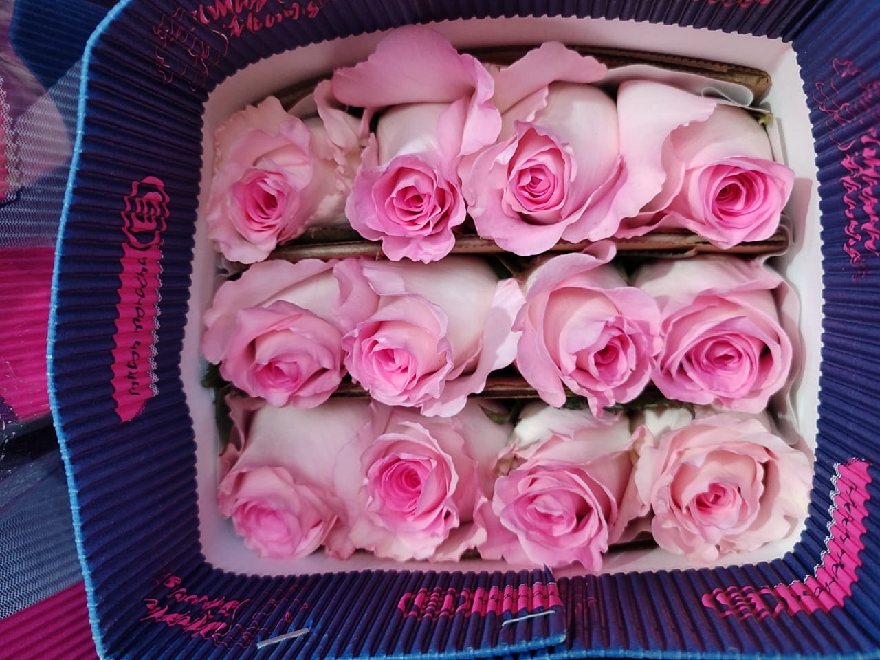 Rose Mandala pink 50 A1 MAGDA FLOWERS Ecuador comprar al por mayor en M-Flowers 0