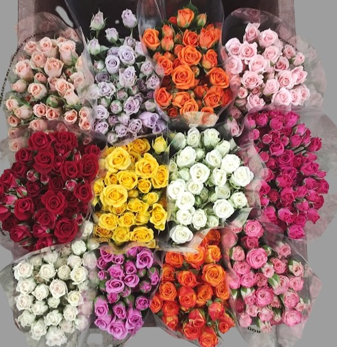 Spray roses Assorted Colors 50 A1 Pro Plan EC купить оптом на M-Flowers