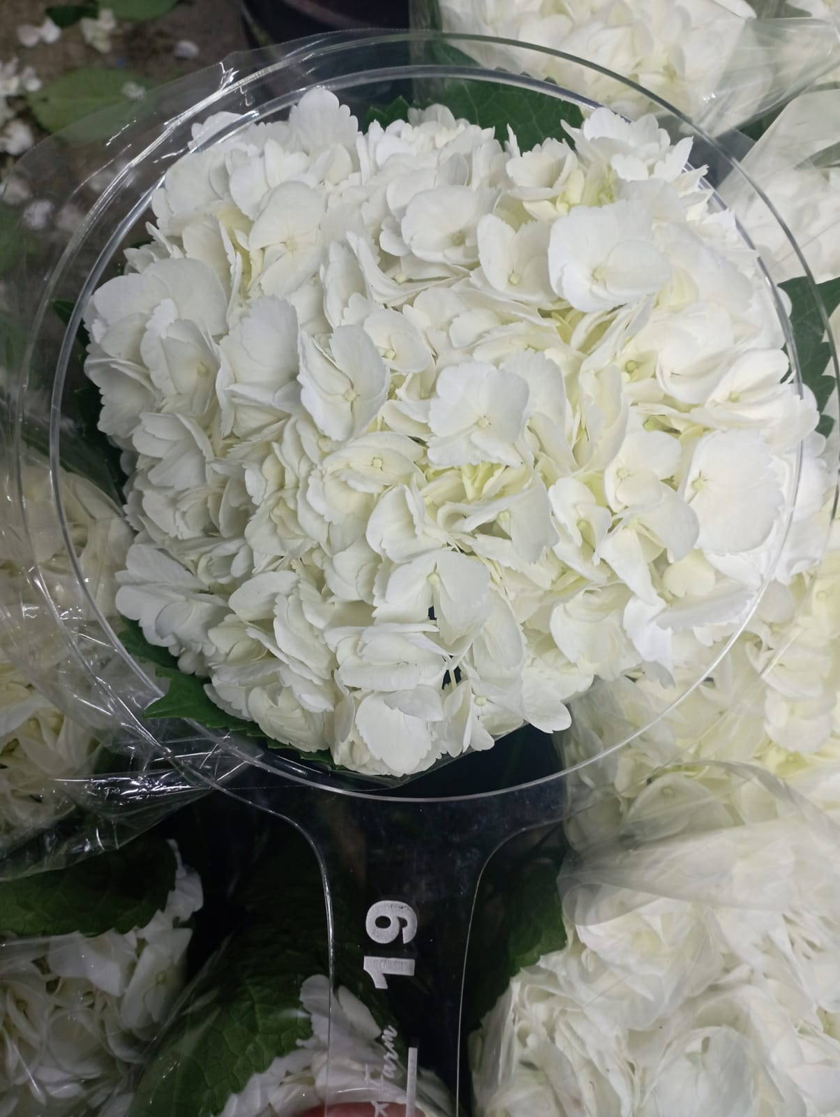 Hydrangea white premium 60 A1 EXPRESS FARM SAS CO buy wholesale on M-Flowers