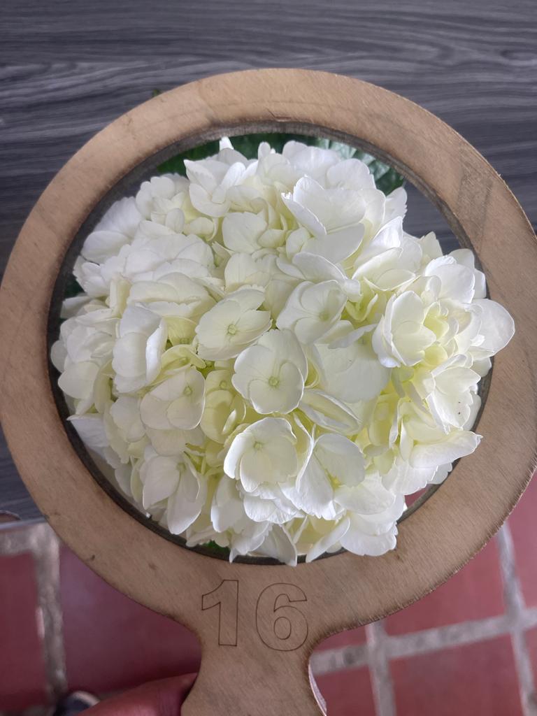 Hydrangea White select 60 A1 EXPRESS FARM SAS CO buy wholesale on M-Flowers