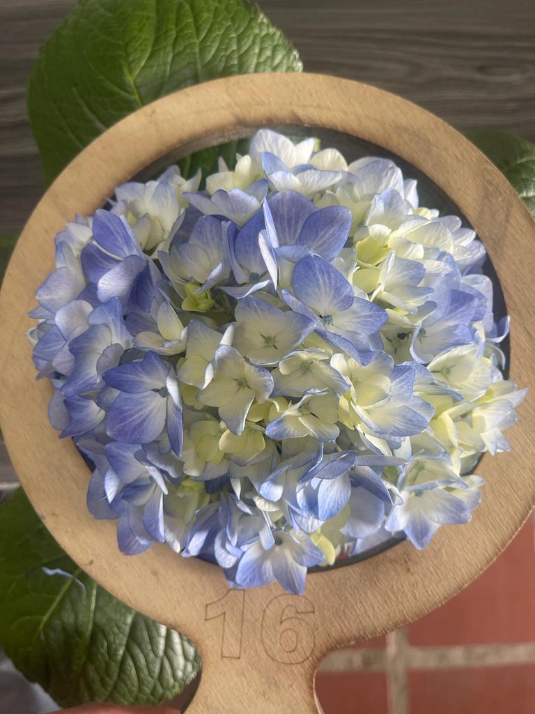 Hydrangea Select  blue 60 A1 EXPRESS FARM SAS CO buy wholesale on M-Flowers