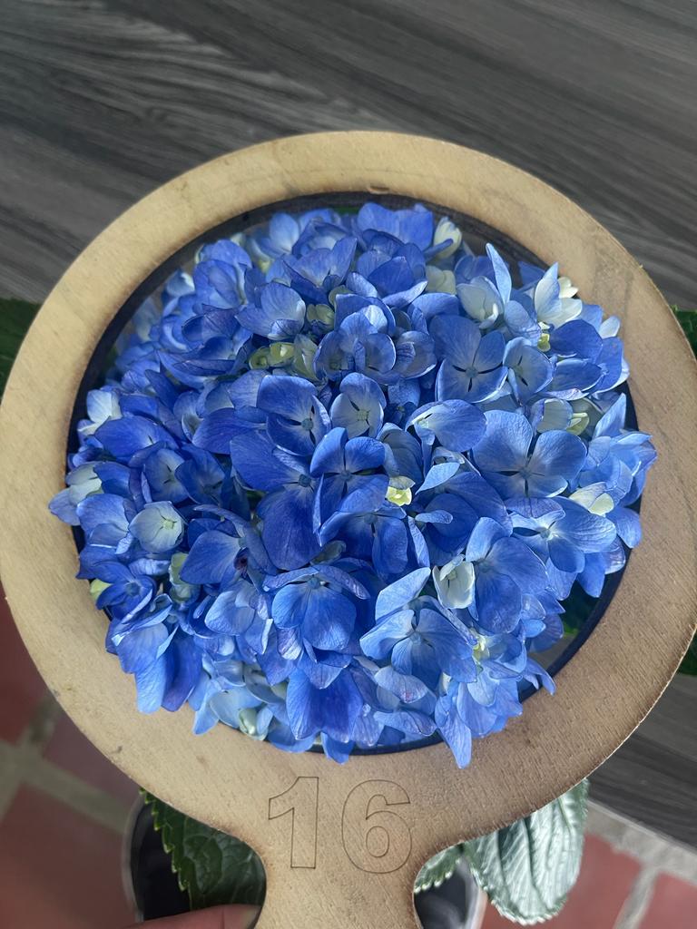 Hydrangea Shocking Blue select 60 A1 EXPRESS FARM SAS CO buy wholesale on M-Flowers