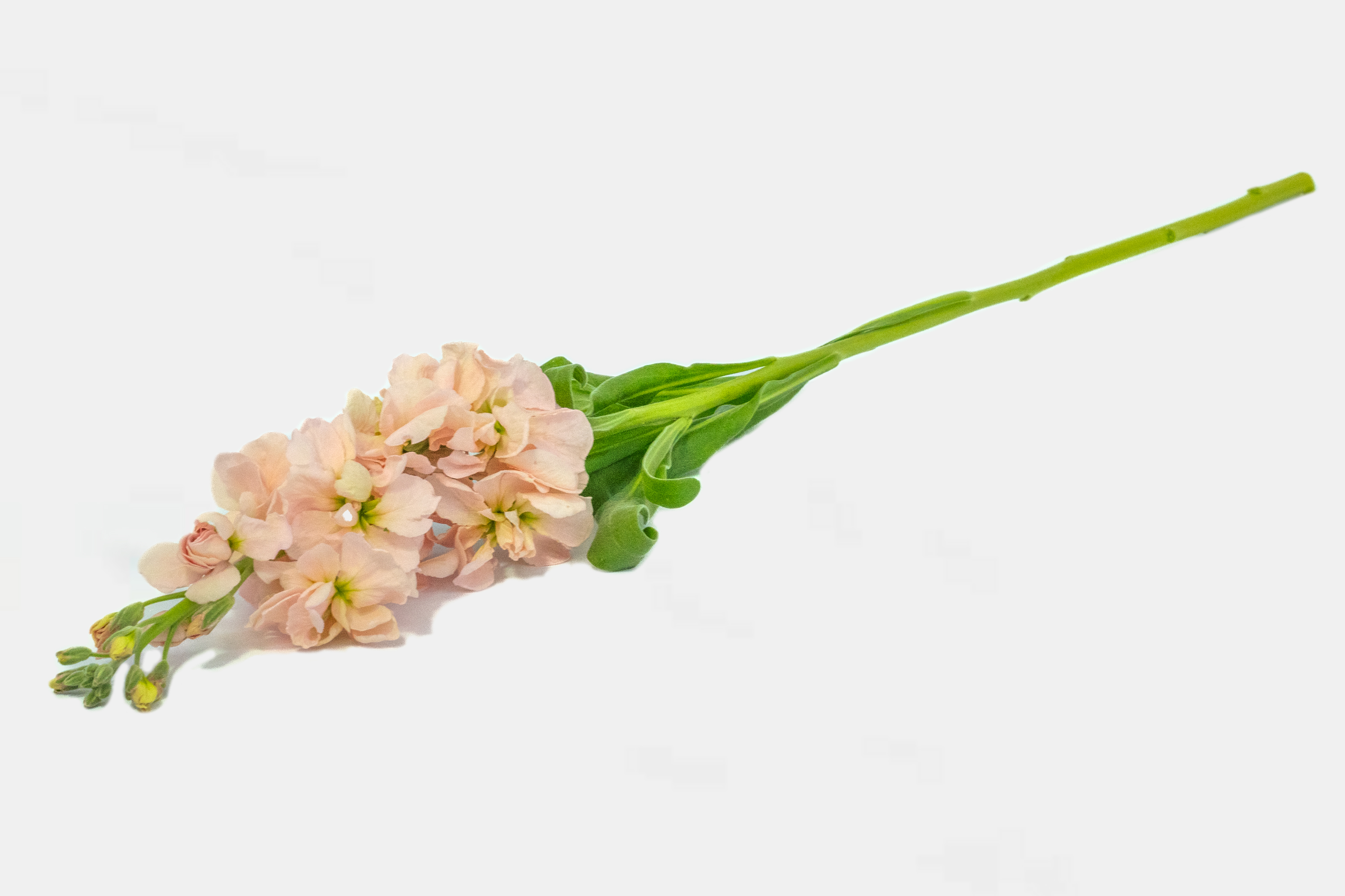 Spray Mathiola Apricot peach 70 A1  Ecuador купить оптом на M-Flowers 2