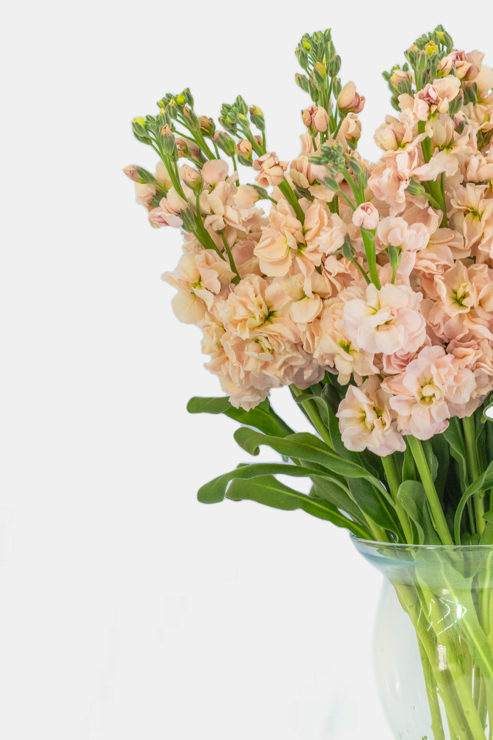 Spray Mathiola Apricot peach 70 A1  Ecuador купить оптом на M-Flowers 1