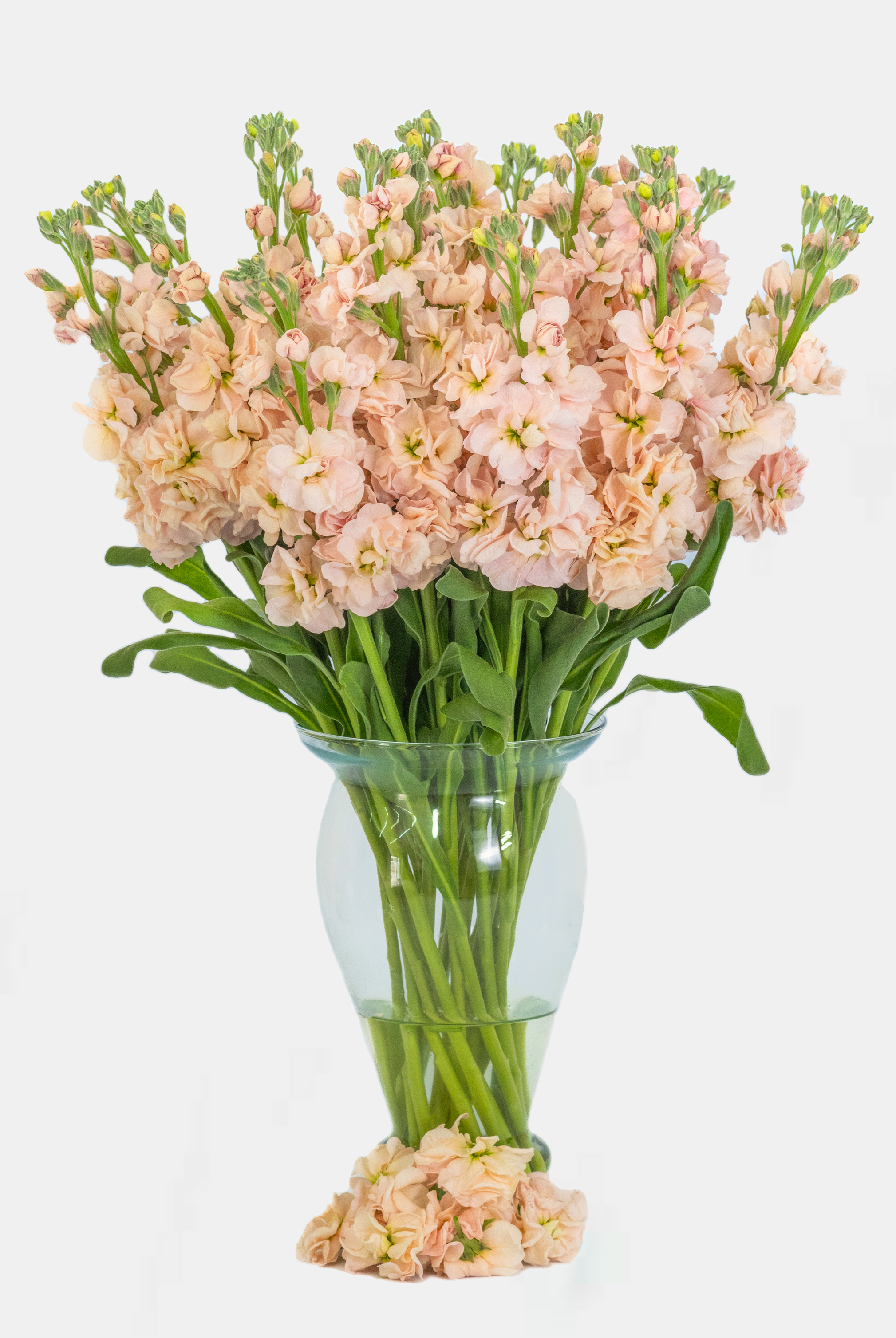 Spray Mathiola Apricot peach 70 A1 Spray Mathiola Apricot 70 A1 Florabelle Exports EC купить оптом на M-Flowers