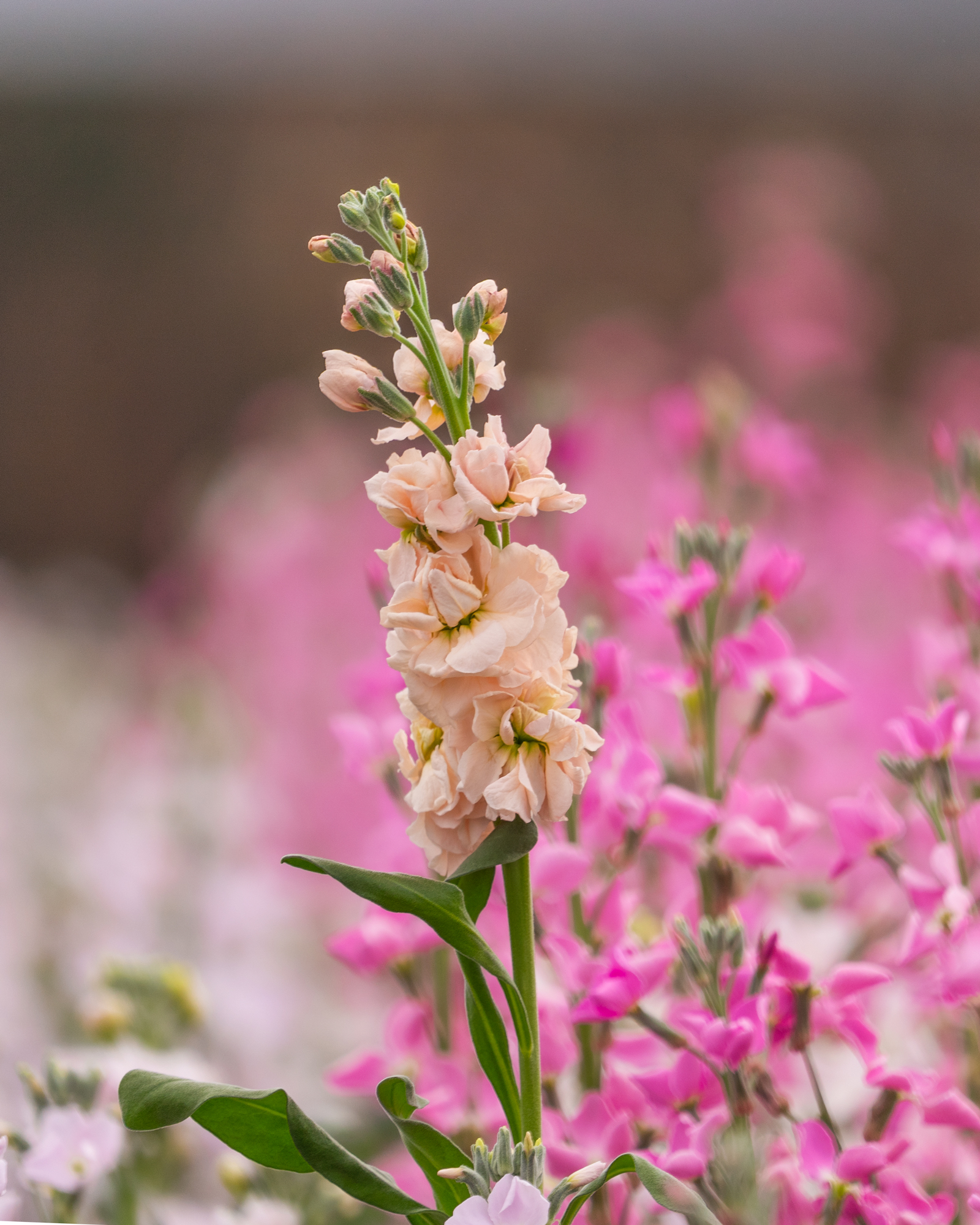 Spray Mathiola Apricot peach 70 A1  Ecuador купить оптом на M-Flowers 3