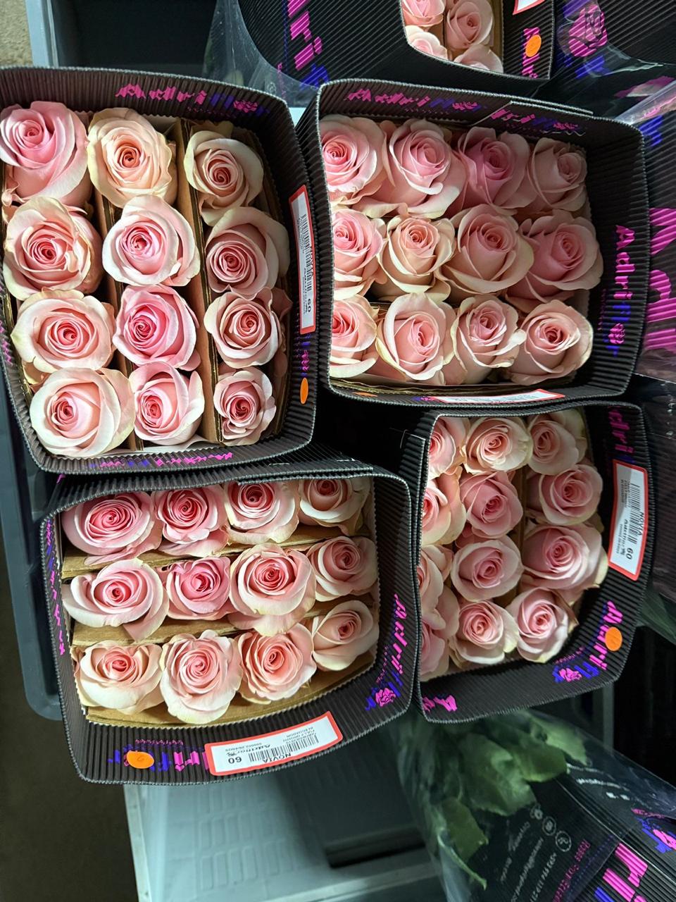 Rose Novia 60 A1 ADRIFLOR EC buy wholesale on M-Flowers