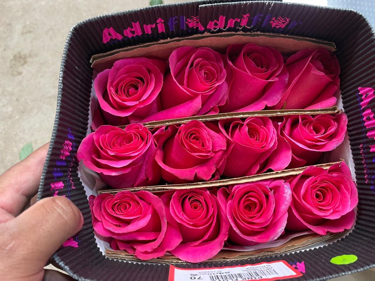 Rose Pink Floyd 50 A1 ADRIFLOR EC buy wholesale on M-Flowers