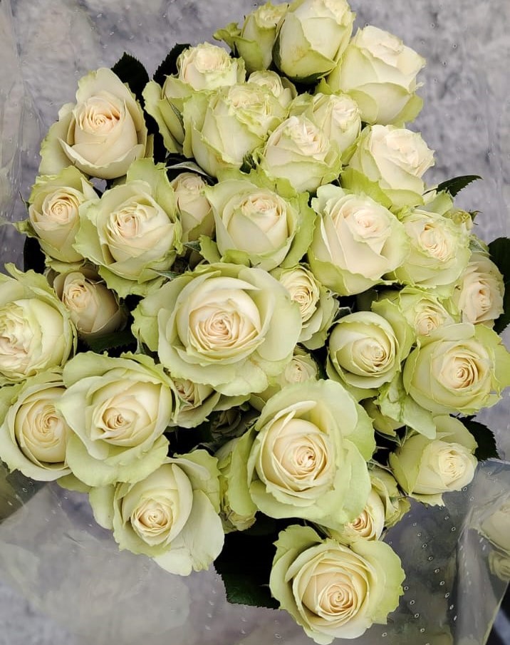 Spray roses Cream Irishka cream 50 A1 Spray roses Cream Irishka 50 A1 LA JOSEFINA EC buy wholesale on M-Flowers