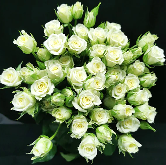 Spray roses Snowflake multicolor 40 A1 Spray roses Snowflake 40 A1 LA JOSEFINA EC buy wholesale on M-Flowers