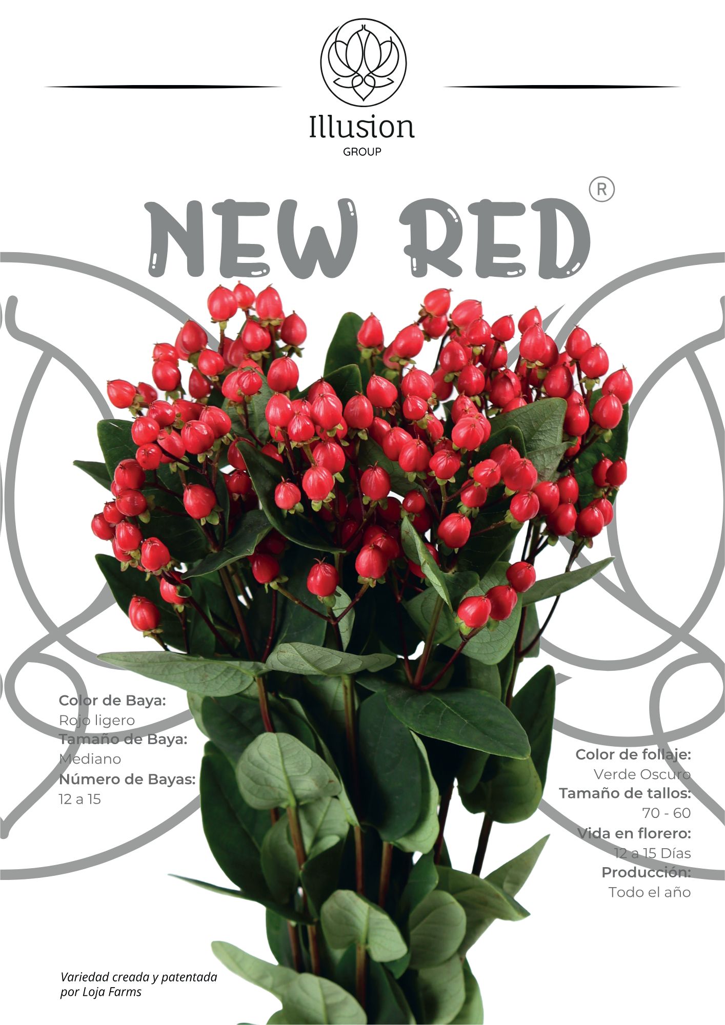 Hypericum Red red 60 A1 Hypericum Red 60 A1 ILLUSION GROUP EC comprar al por mayor en M-Flowers