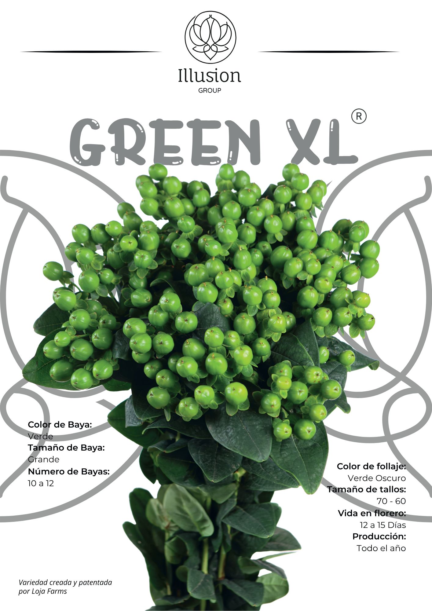 Hypericum Green green 60 A1 Hypericum Green 60 A1 ILLUSION GROUP EC buy wholesale on M-Flowers