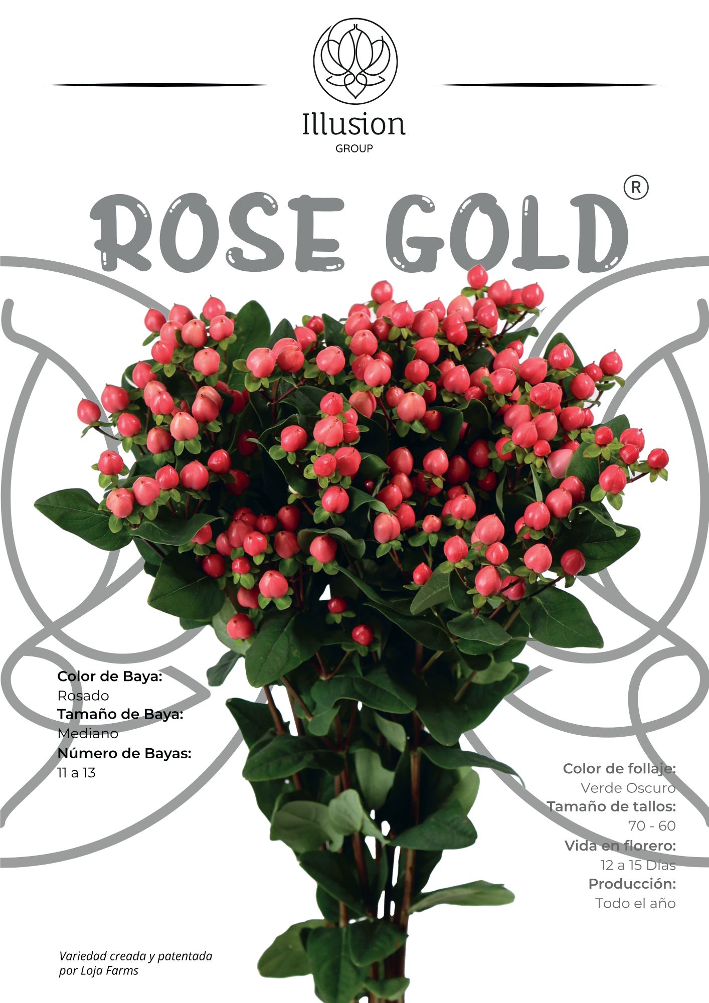 Hypericum Pink pink 50 A1 Hypericum Pink 50 A1 ILLUSION GROUP EC buy wholesale on M-Flowers