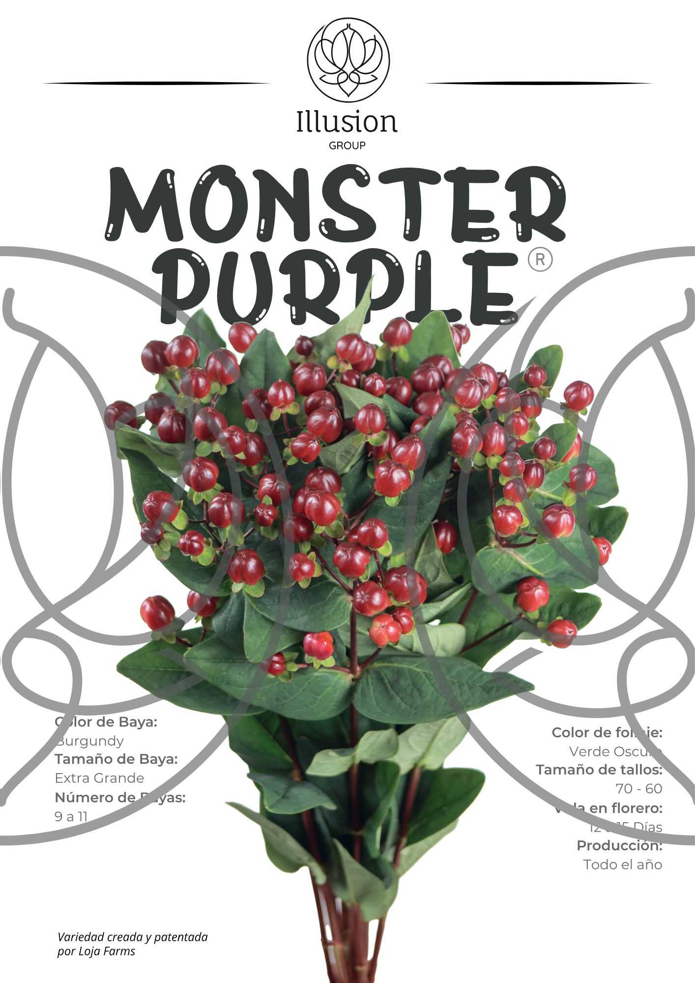 Hypericum Burgundy burgundy 60 A1 Hypericum Burgundy 60 A1 ILLUSION GROUP EC buy wholesale on M-Flowers