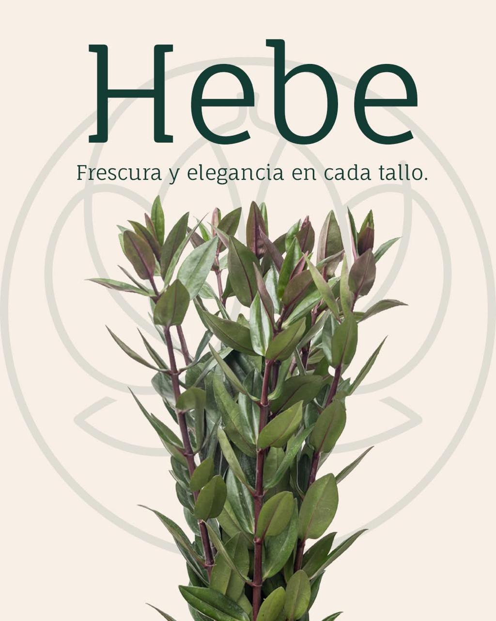 Greens Mix green green 60 A1 Greens Mix green 60 A1 ILLUSION GROUP EC comprar al por mayor en M-Flowers