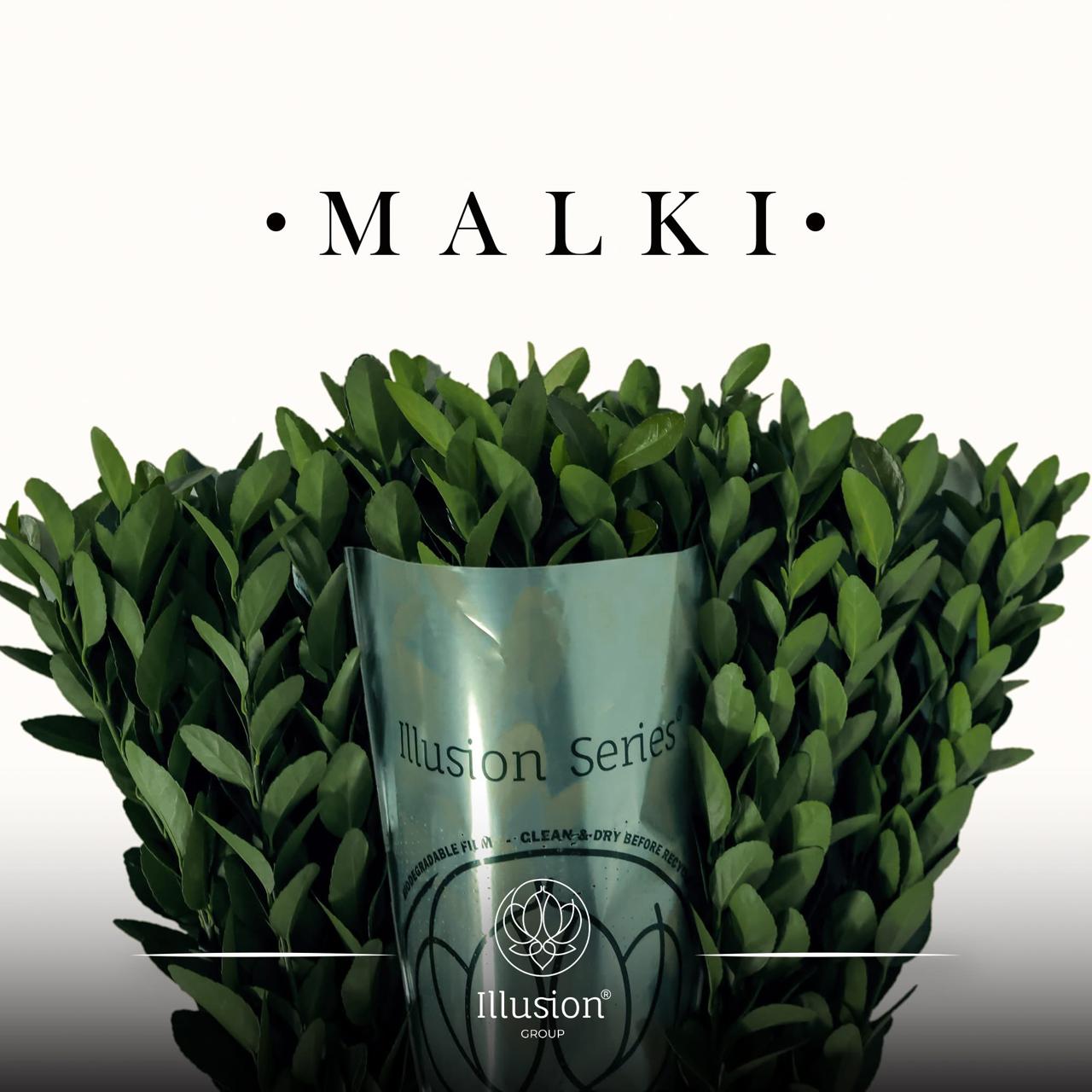 Greens Mix green green 50 A1 Greens Mix green 50 A1 ILLUSION GROUP EC comprar al por mayor en M-Flowers