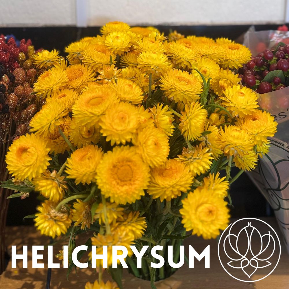HELYCHRYSUM yellow 60 A1 ILLUSION GROUP EC comprar al por mayor en M-Flowers