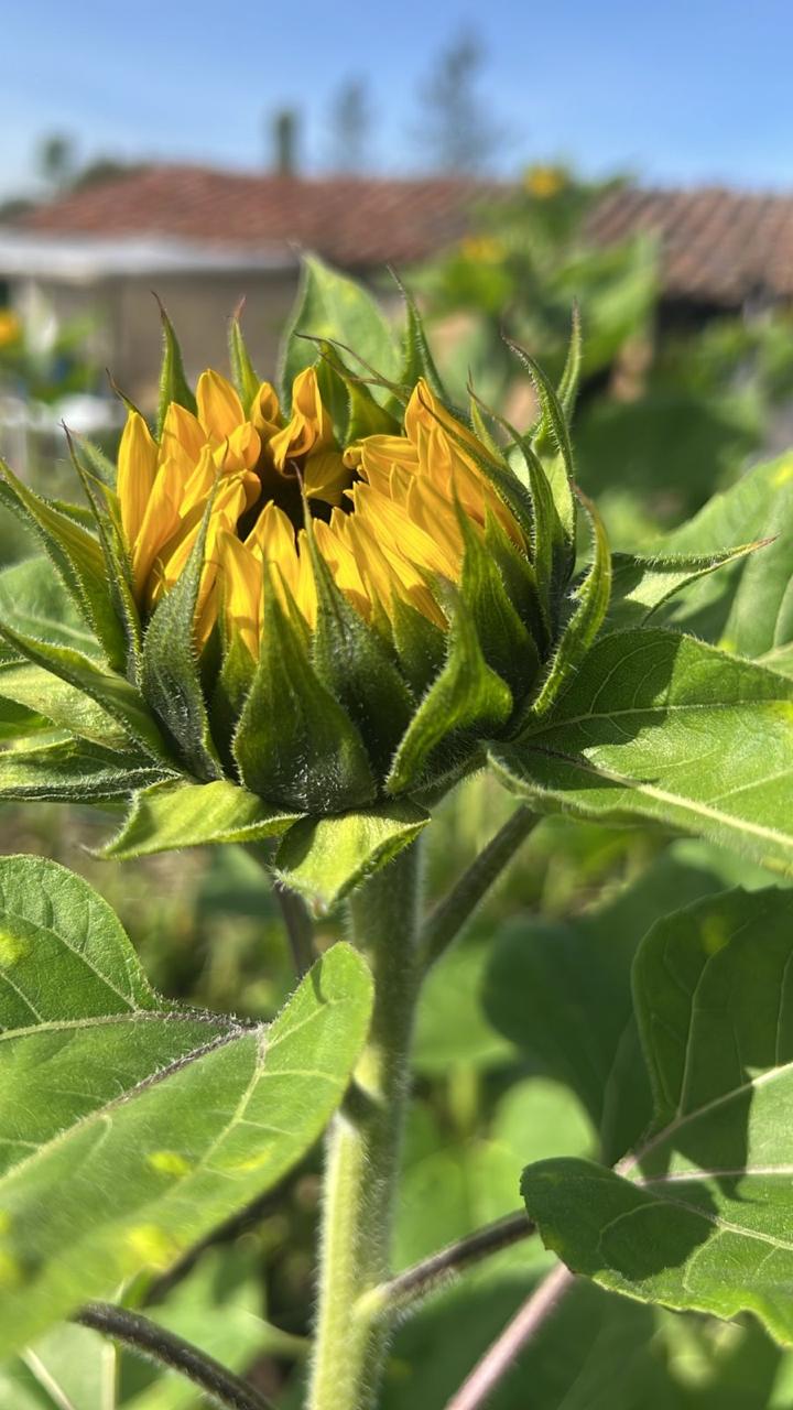 Sunflower Vincent choice 70 A1 ILLUSION GROUP EC comprar al por mayor en M-Flowers