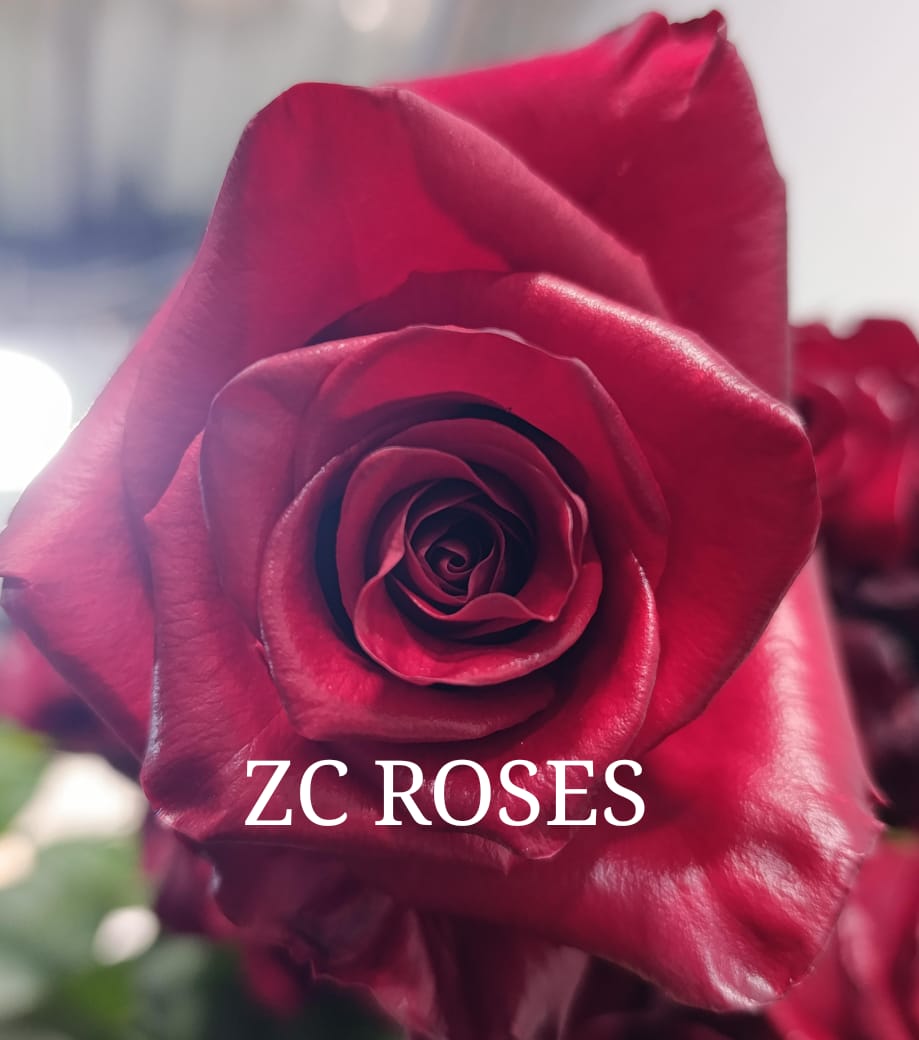 Rose Explorer 50 A1 ZC ROSES EC buy wholesale on M-Flowers