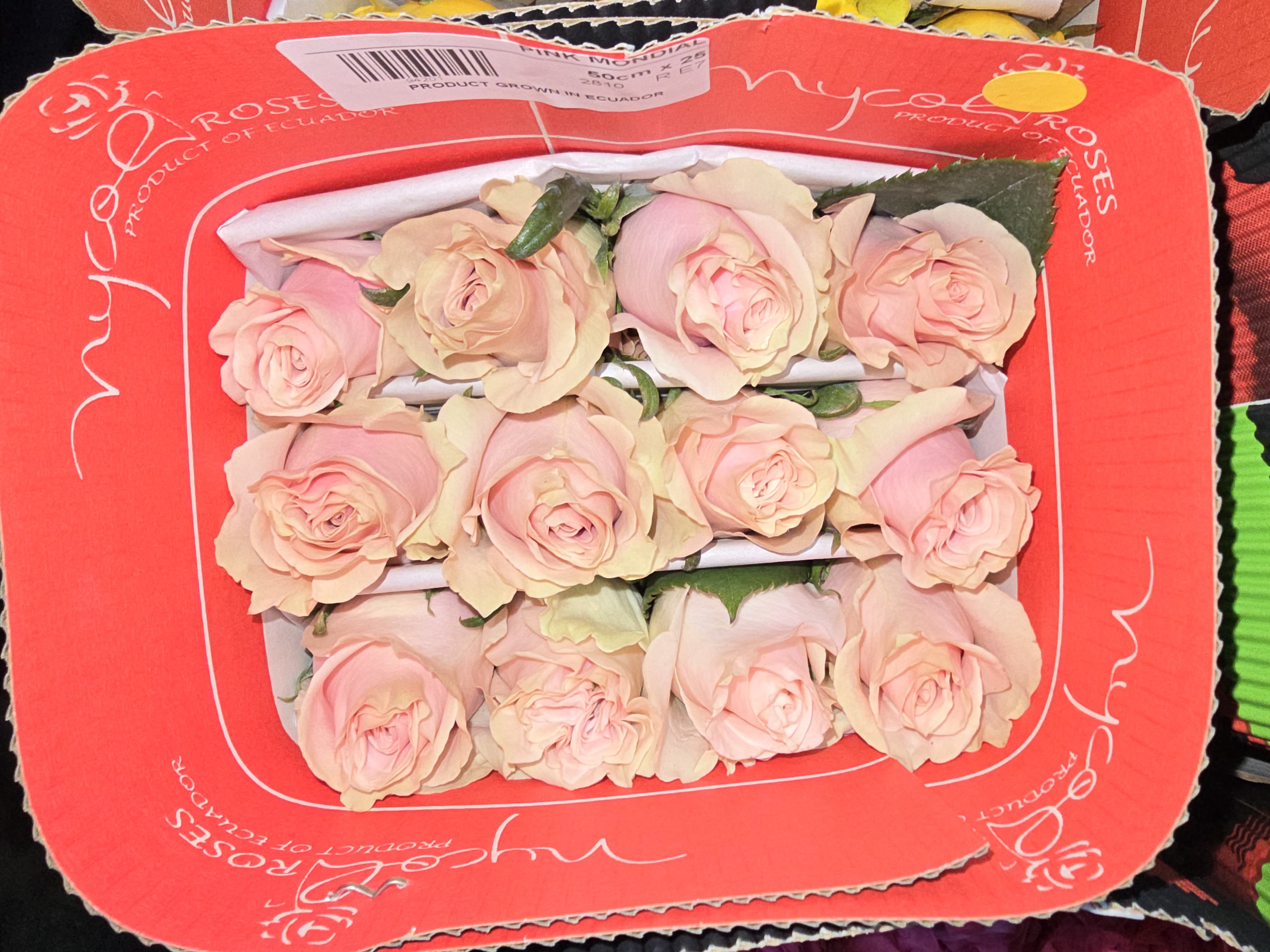 Rose Pink Mondial light-pink 50 A1 Nycol Roses Ecuador buy wholesale on M-Flowers