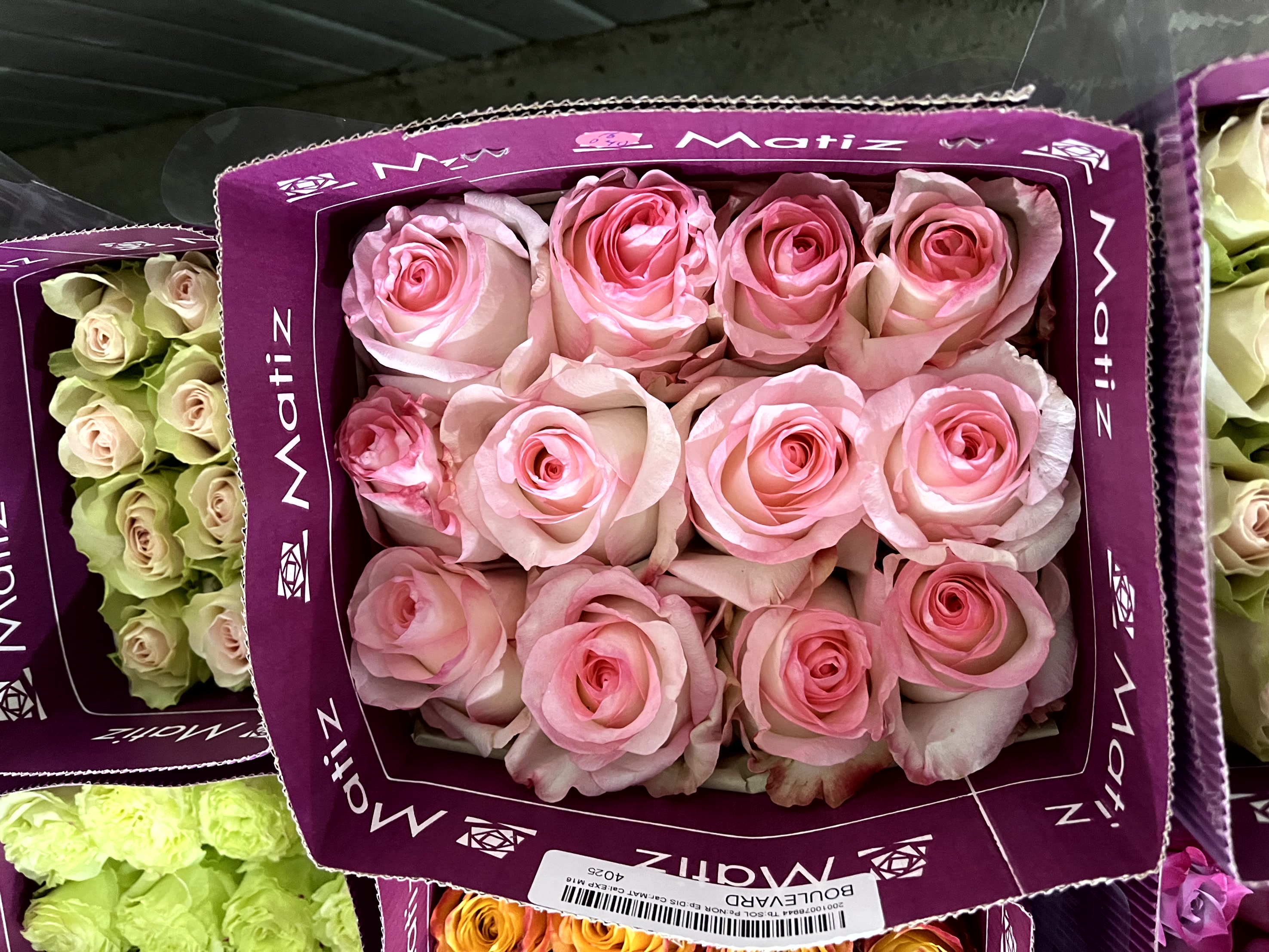 Rose Boulevard multicolor 60 A1 Matiz Ecuador comprar al por mayor en M-Flowers 0