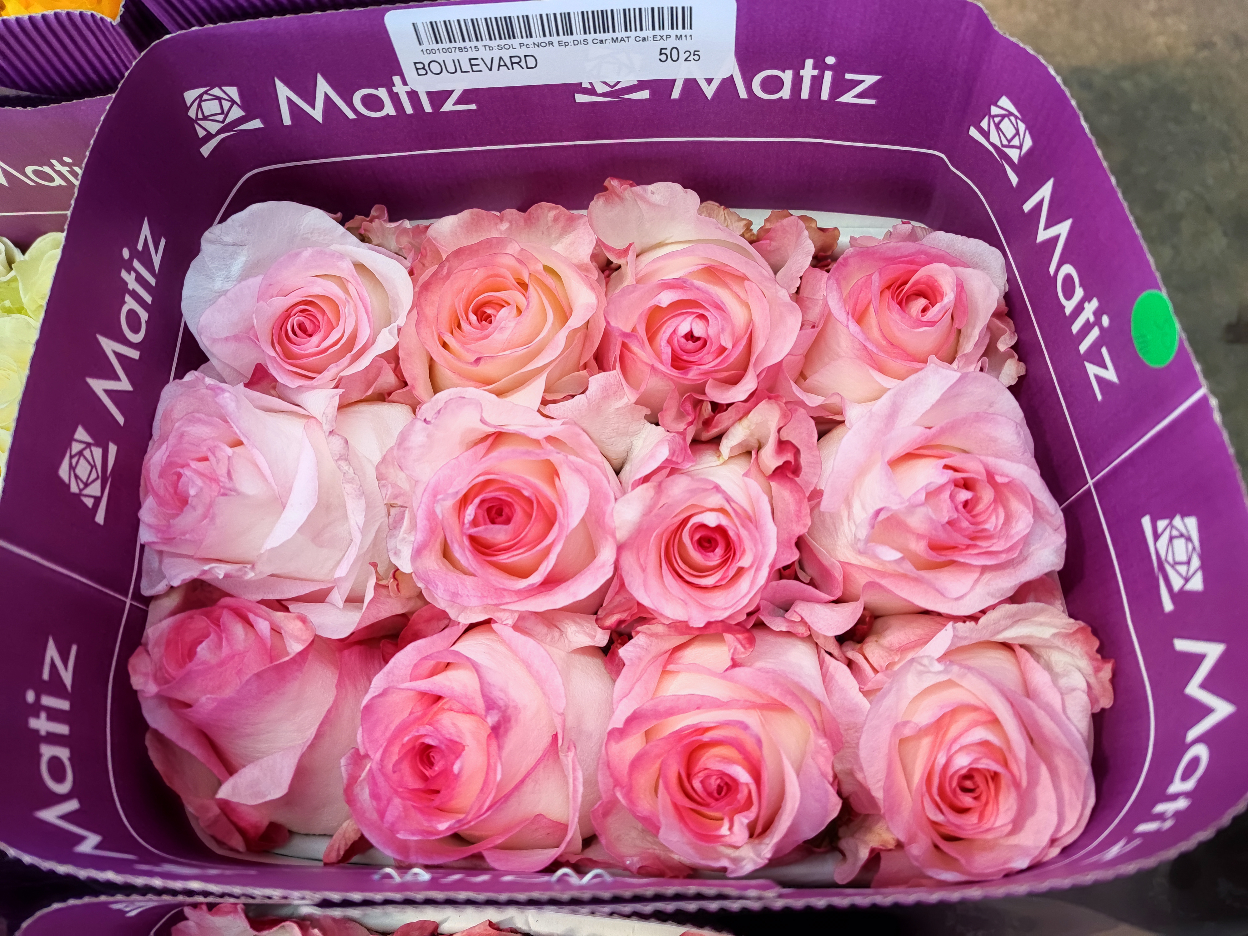 Rose Boulevard multicolor 60 A1 Matiz Ecuador comprar al por mayor en M-Flowers 1