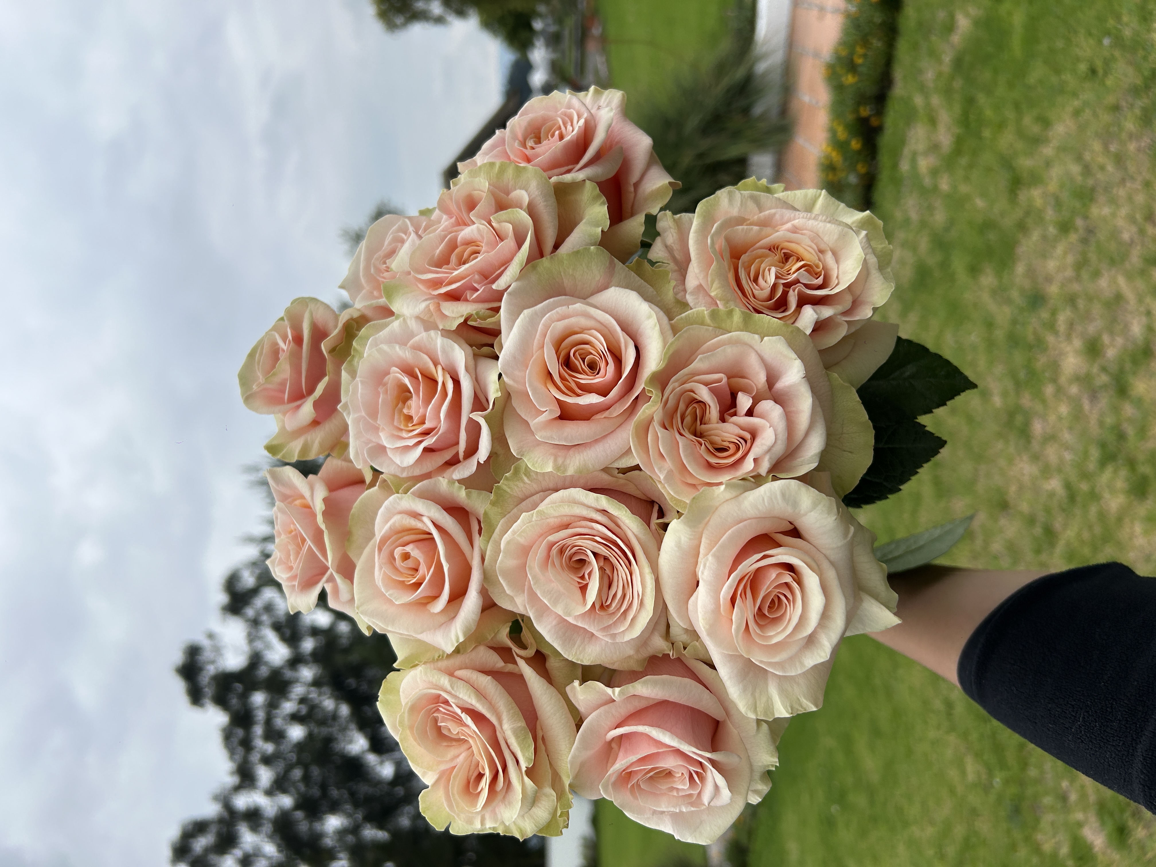 Rose Phoenix Matiz | M-flowers – цветочная онлайн платформа