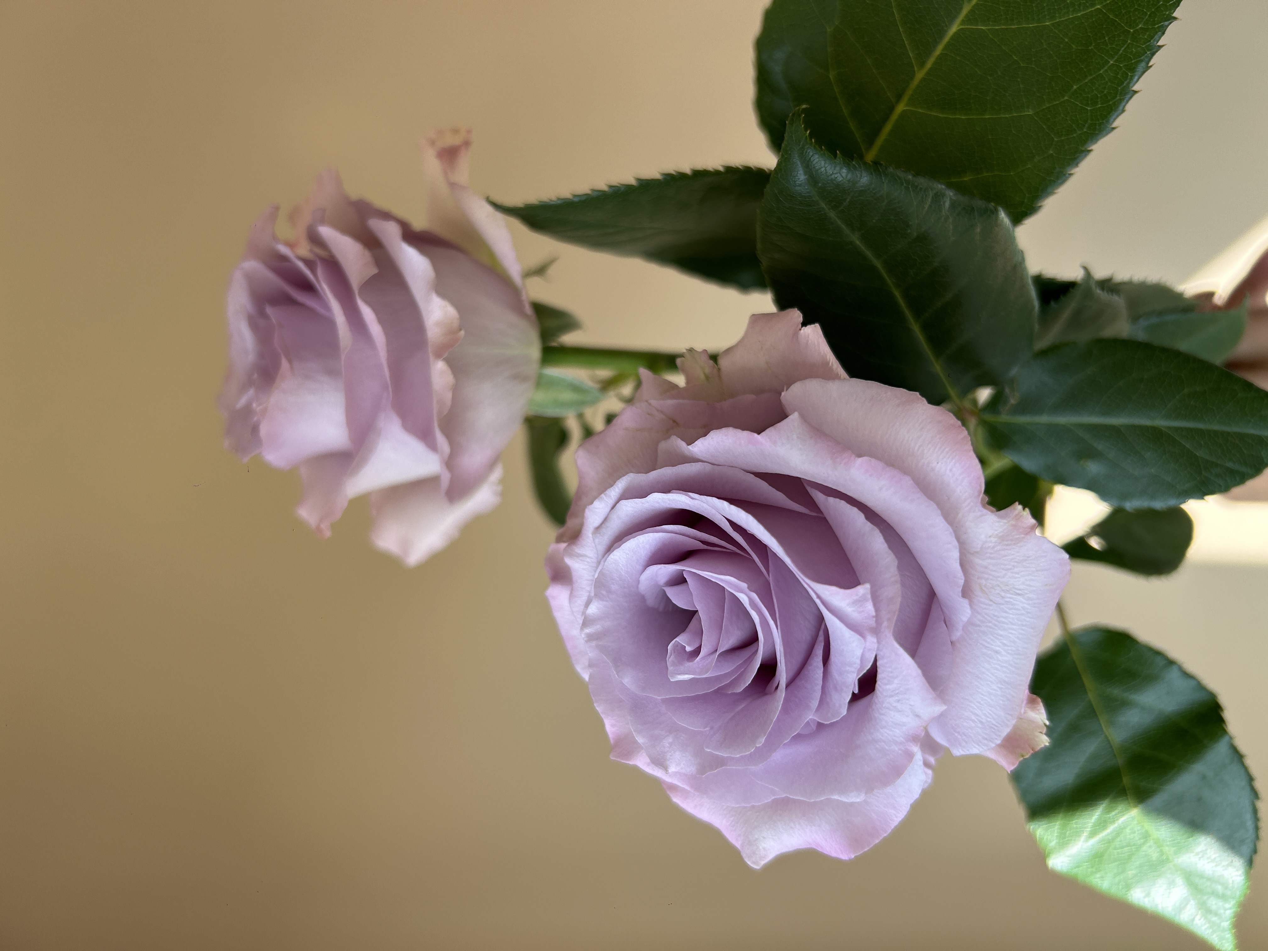 Rose Blue Dream multicolor 40 A1 Matiz Ecuador buy wholesale on M-Flowers 2