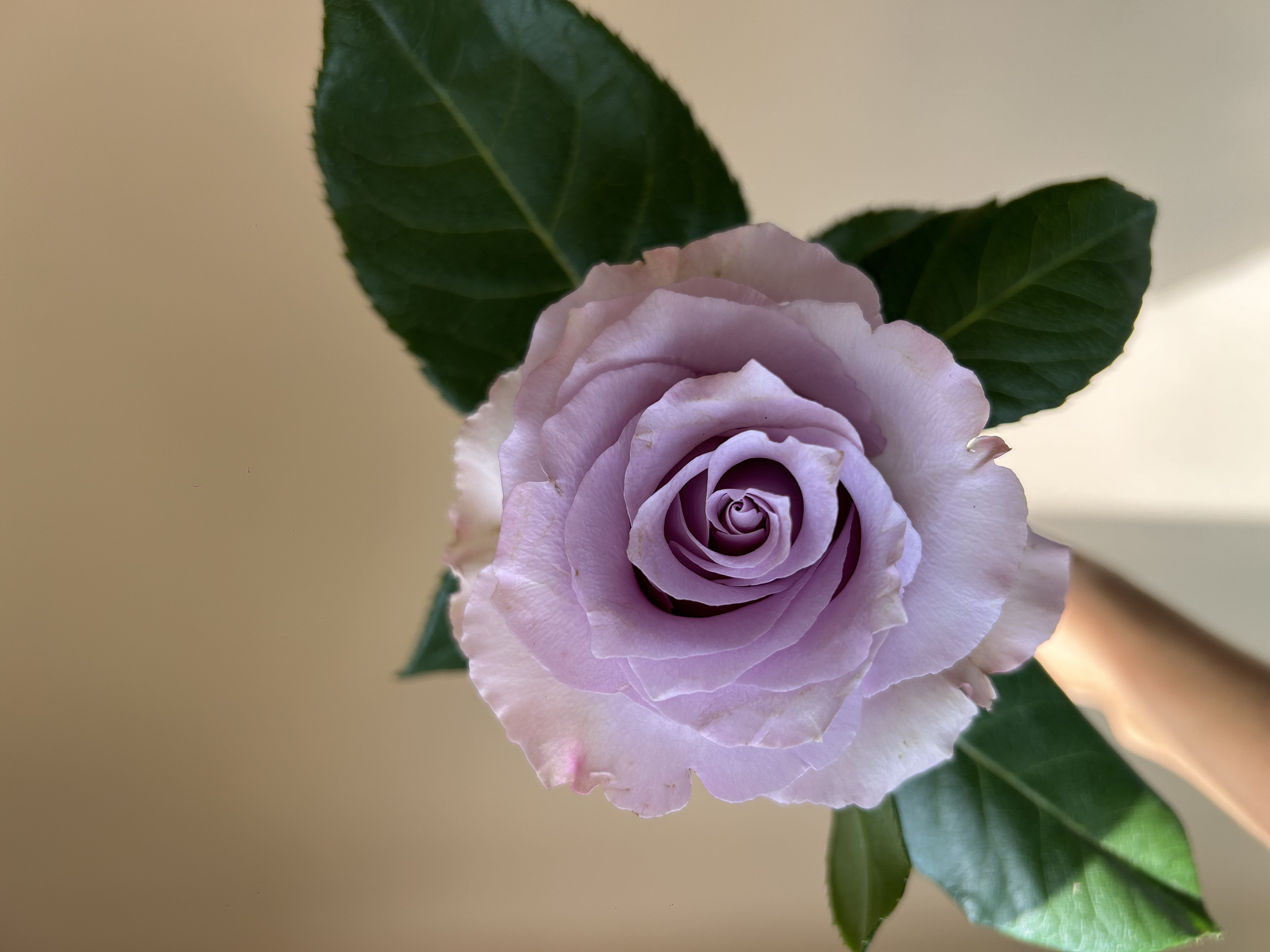 Rose Blue Dream multicolor 40 A1 Matiz Ecuador buy wholesale on M-Flowers 1