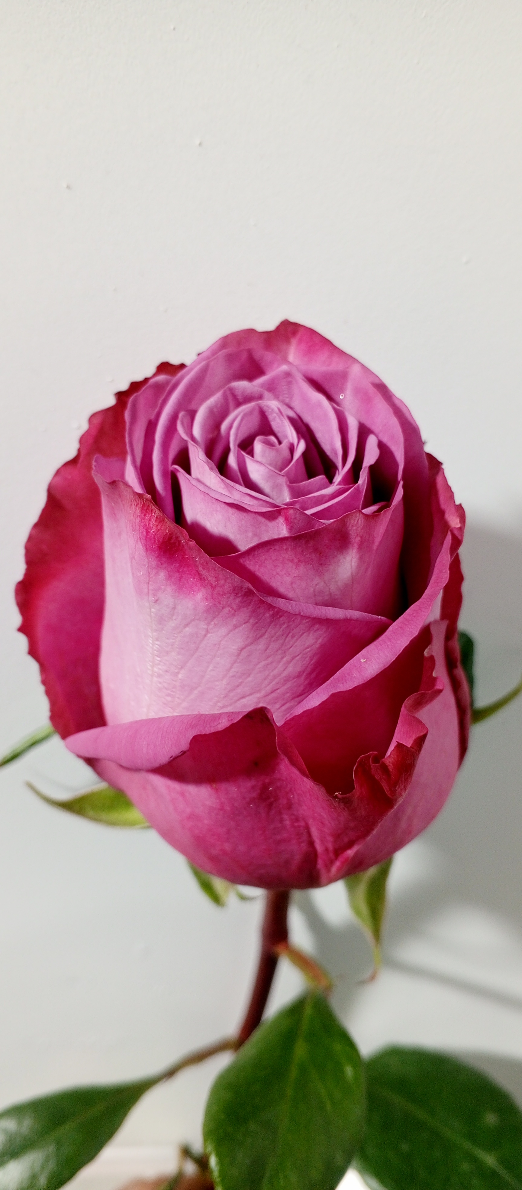 Rose Moody Blues 60 A1 Coexflor EC buy wholesale on M-Flowers