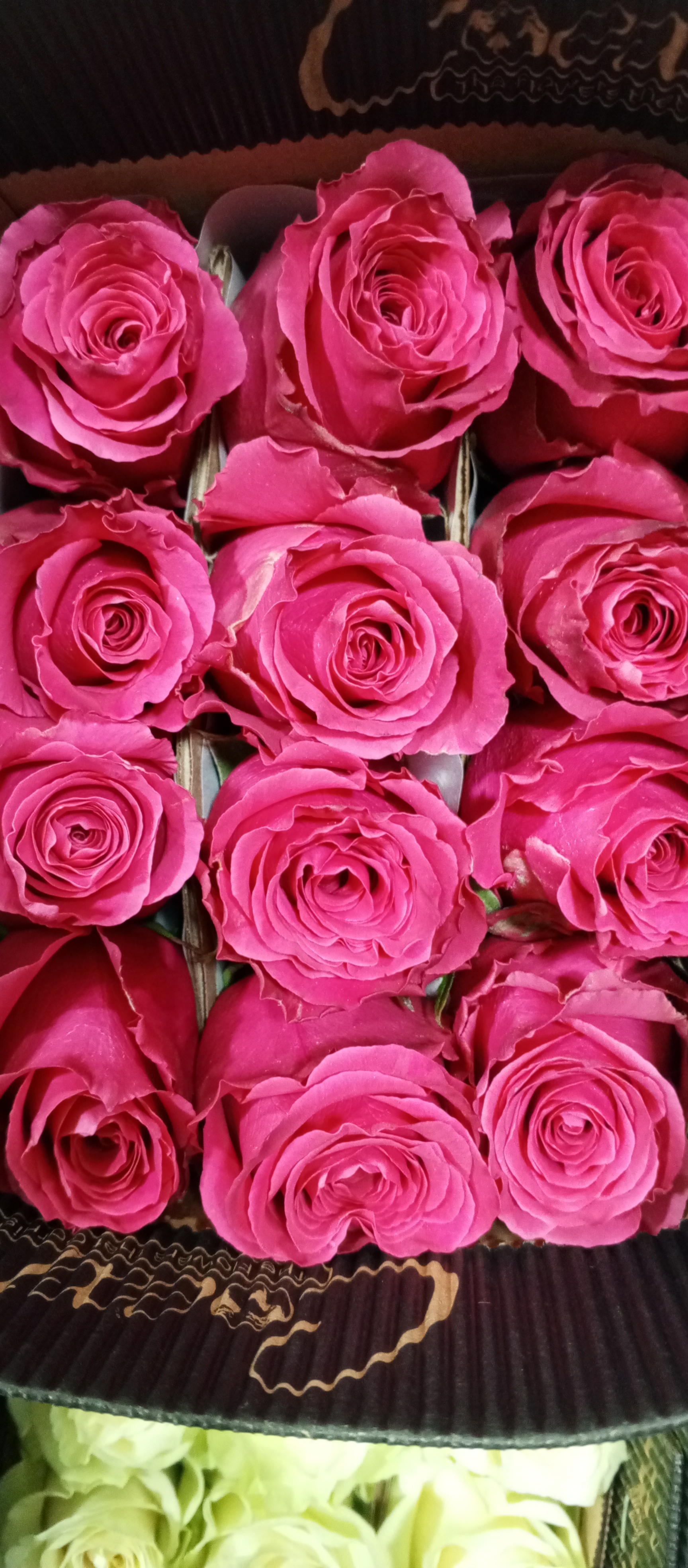 Rose Full Monty 50 A1 Coexflor EC buy wholesale on M-Flowers