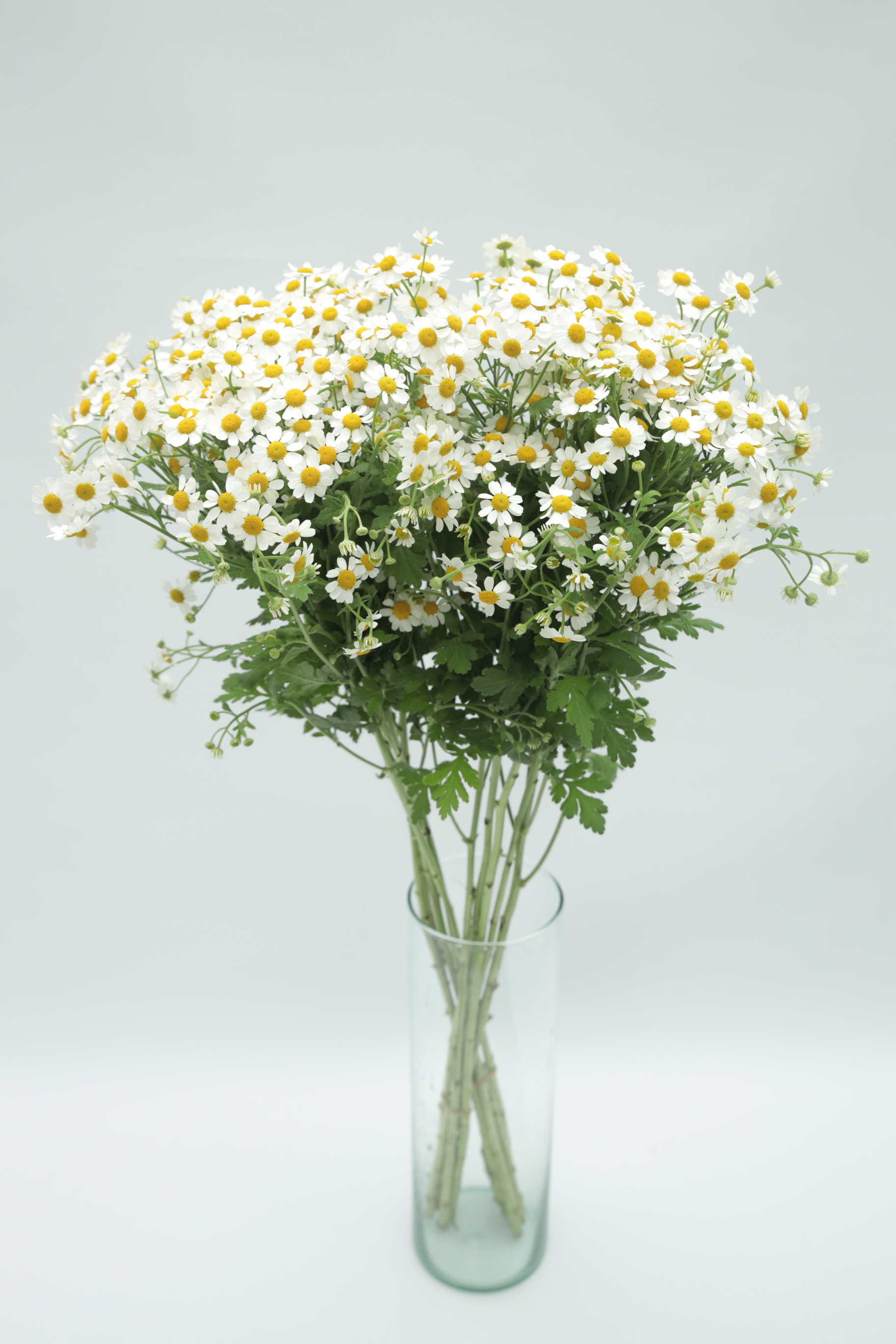 Matricaria Matricaria white 60 A1 Sky Flowers Colombia buy wholesale on M-Flowers