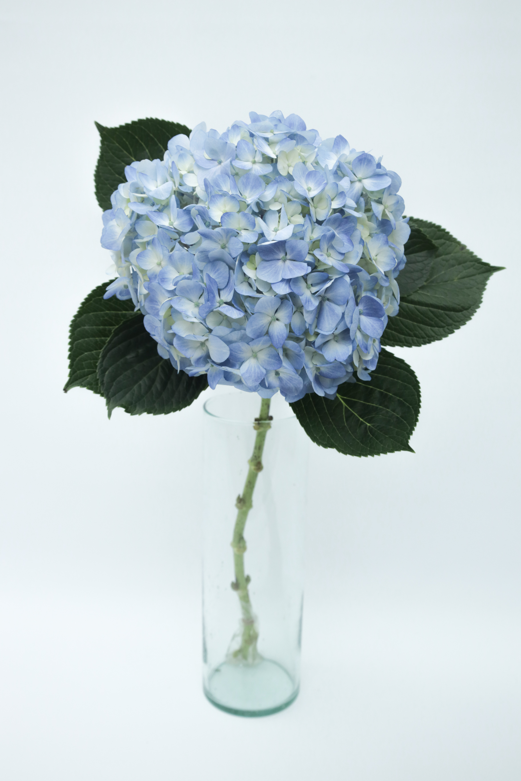 Hydrangea Blue Premium blue 60 A1 Sky Flowers Colombia buy wholesale on M-Flowers