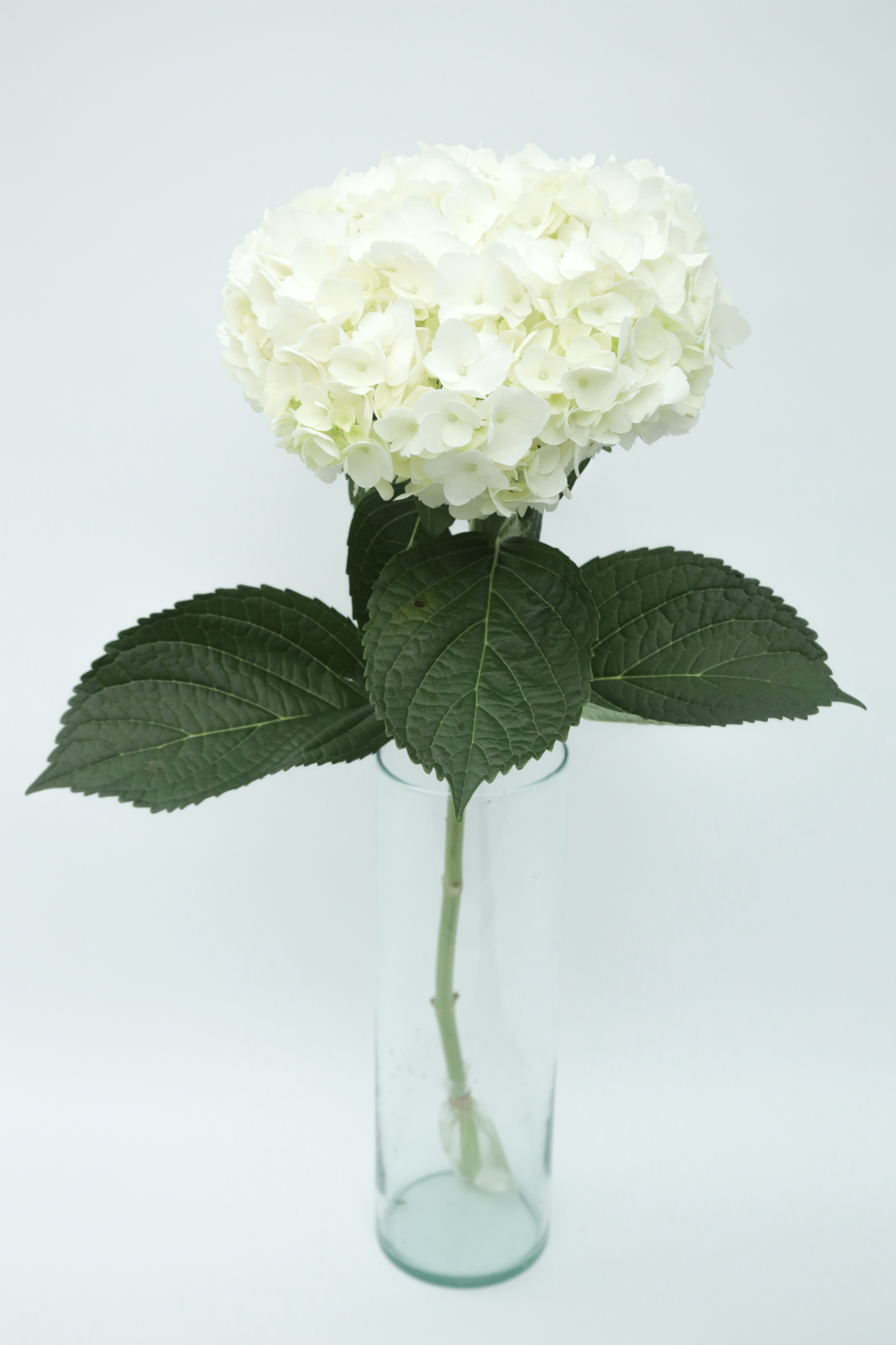 Hydrangea white premium white 60 A1 Sky Flowers Colombia buy wholesale on M-Flowers