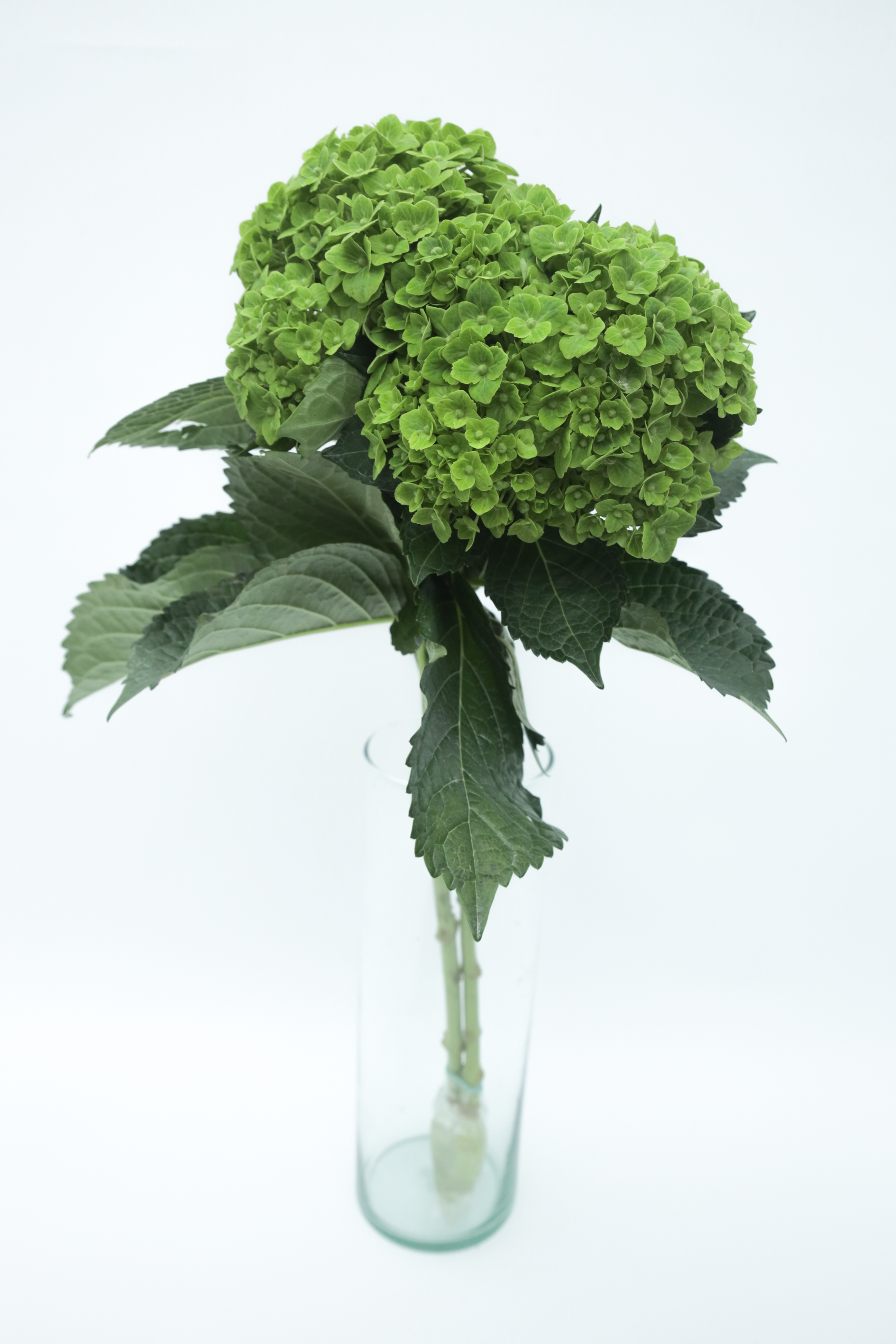 Hydrangea green emerald premium green 60 A1 Sky Flowers Colombia buy wholesale on M-Flowers