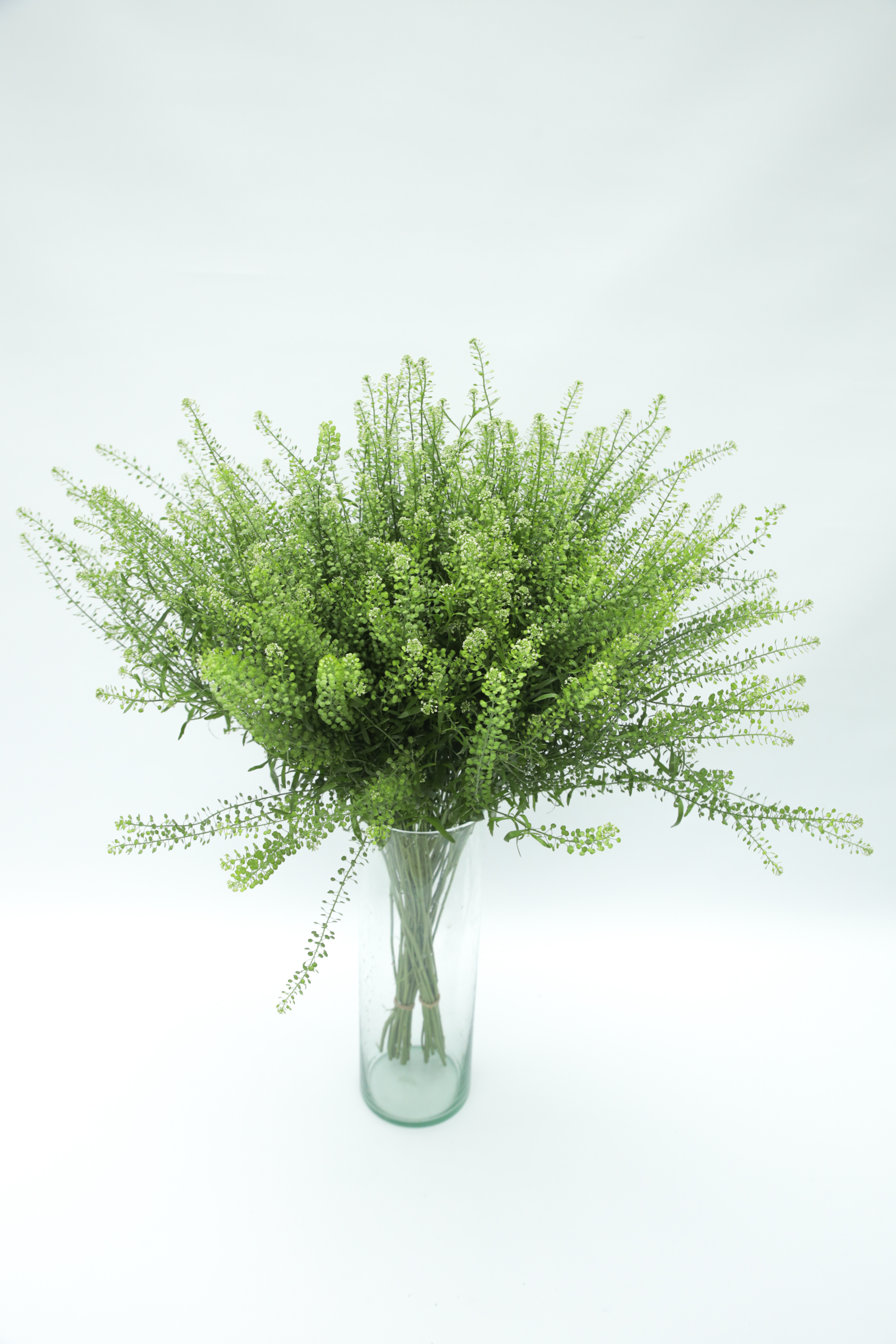 Lepidium Heavy 60 A1 Sky Flowers CO buy wholesale on M-Flowers