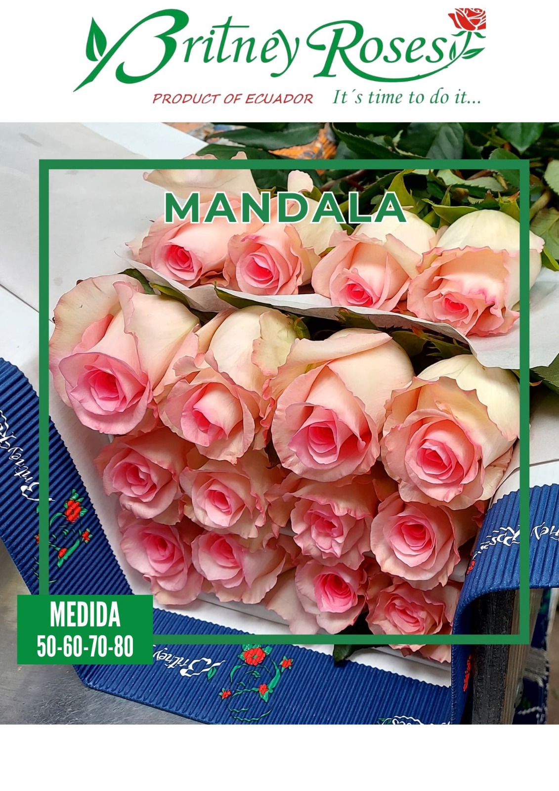 Rose Mandala pink 50 A1 Britney Roses Ecuador comprar al por mayor en M-Flowers 0