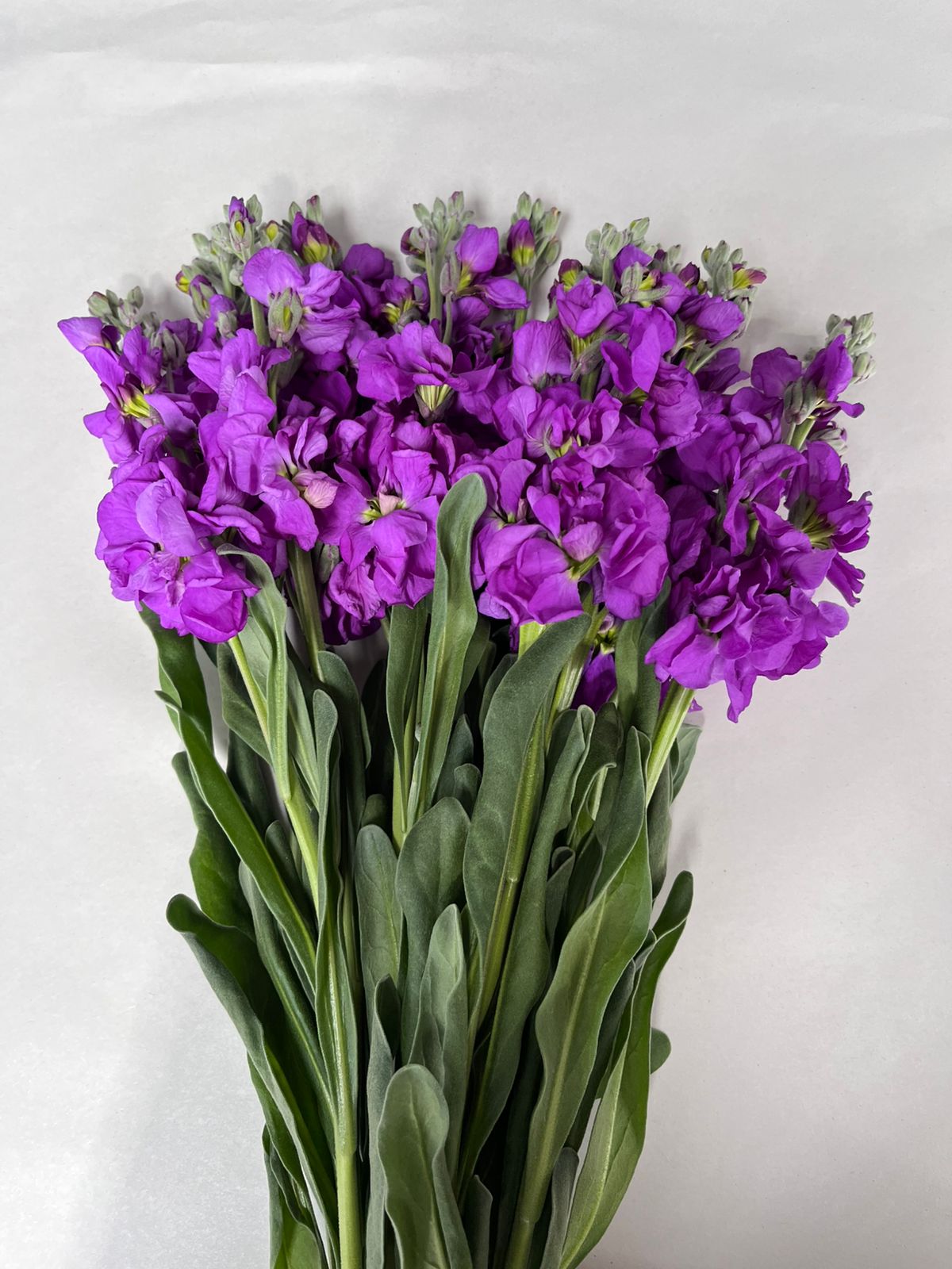 Mathiola Purple purple 70 A1 Mathiola Purple 70 A1 Nintanga EC buy wholesale on M-Flowers