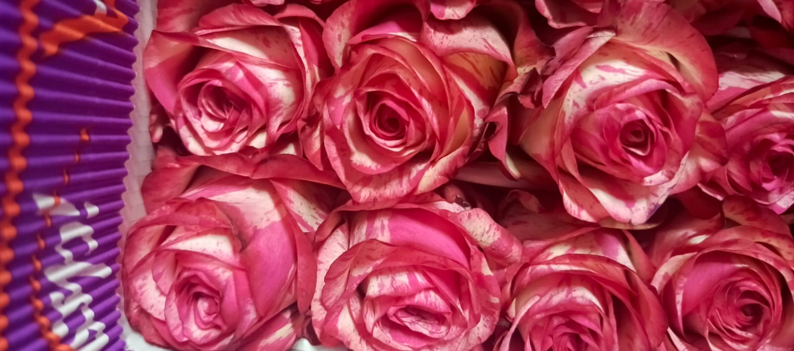 Rose magic time light-pink 50 A1 ELEGANT ROSES Ecuador buy wholesale on M-Flowers
