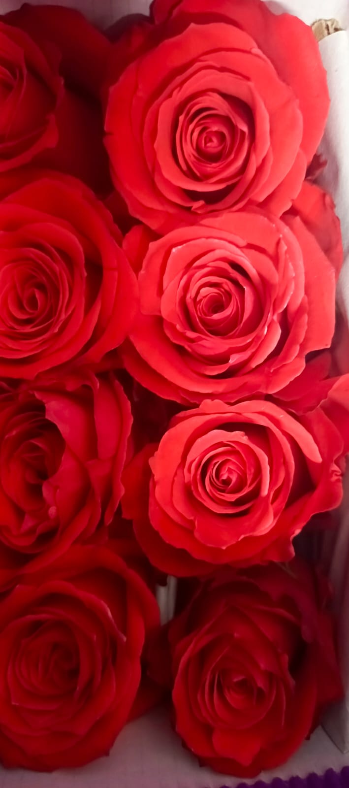 Rose Nina 60 A1 ELEGANT ROSES EC buy wholesale on M-Flowers