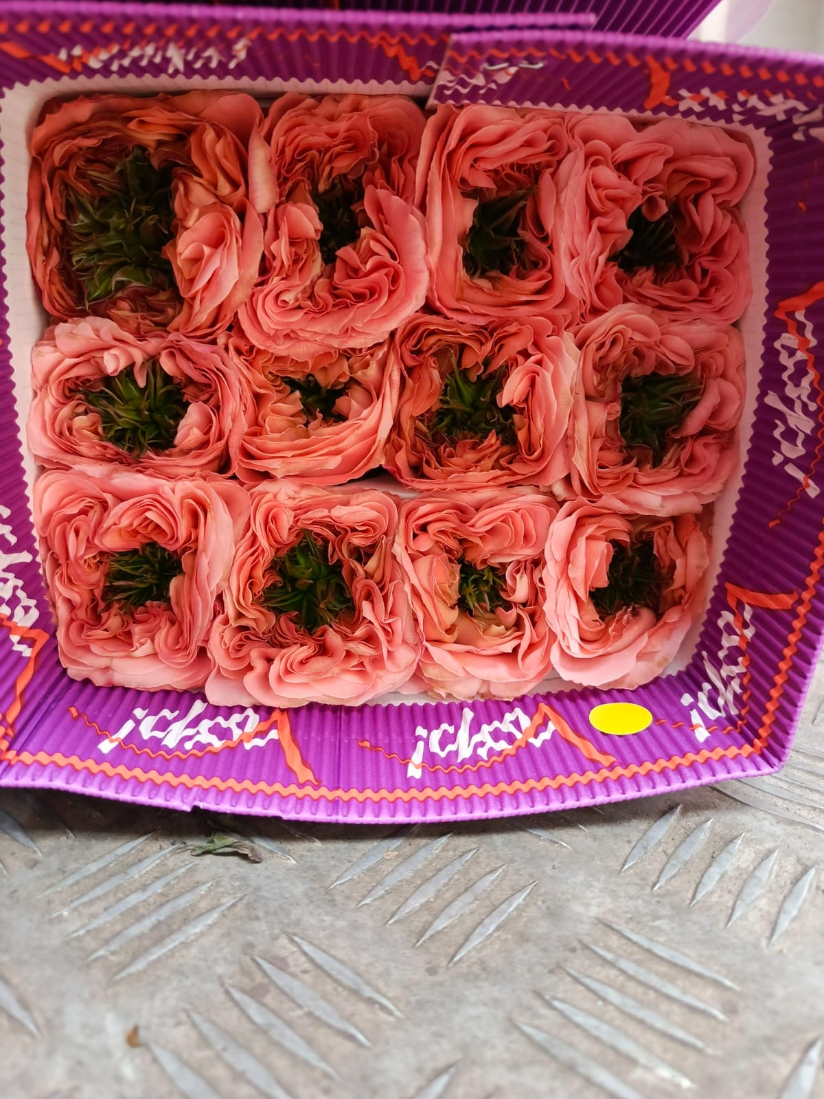 Garden Rose MANDARIN X-PRESSION ELEGANT ROSES | M-flowers