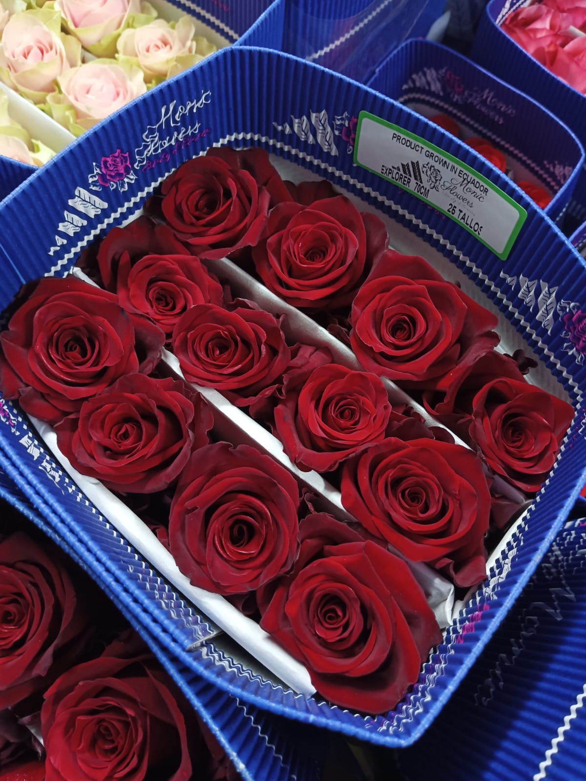Rose Explorer 70 A1 MONIC FLOWERS EC buy wholesale on M-Flowers