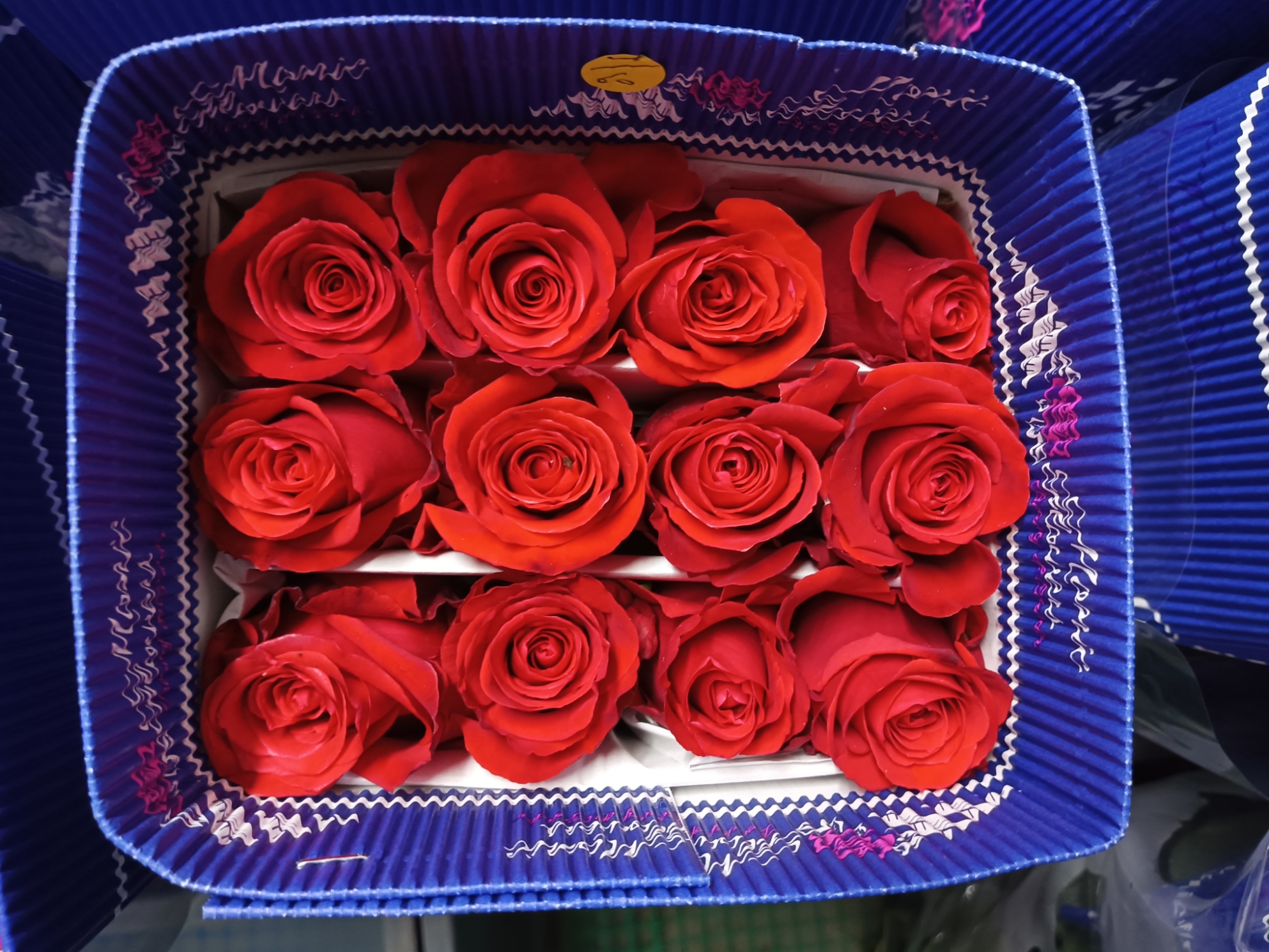 Rose Nina 70 A1 MONIC FLOWERS EC купить оптом на M-Flowers