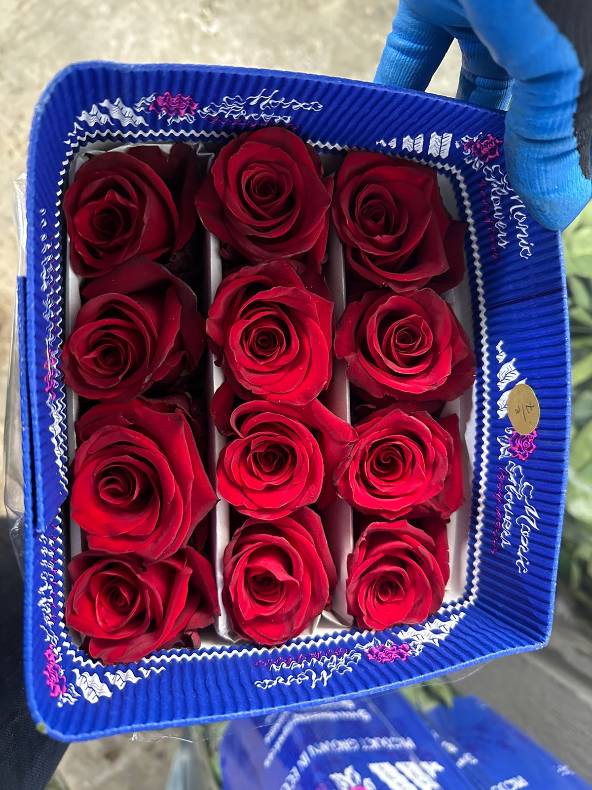 Rose Explorer red 50 A1 Rose Explorer 50 A1 MONIC FLOWERS EC buy wholesale on M-Flowers