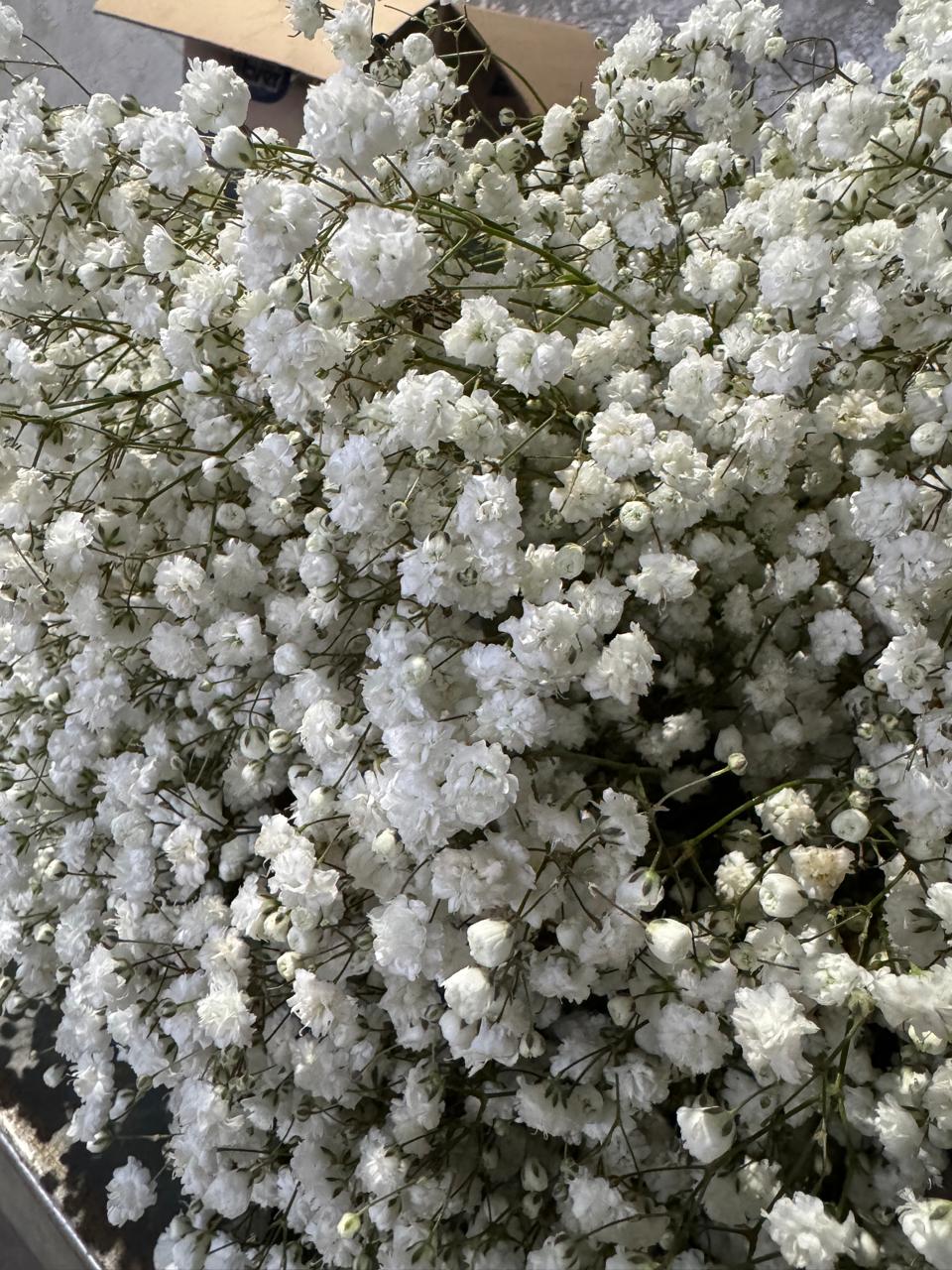 Gypsophila White Xlence white 80 A1 MASFLOWERS S.A.S Ecuador comprar al por mayor en M-Flowers 2