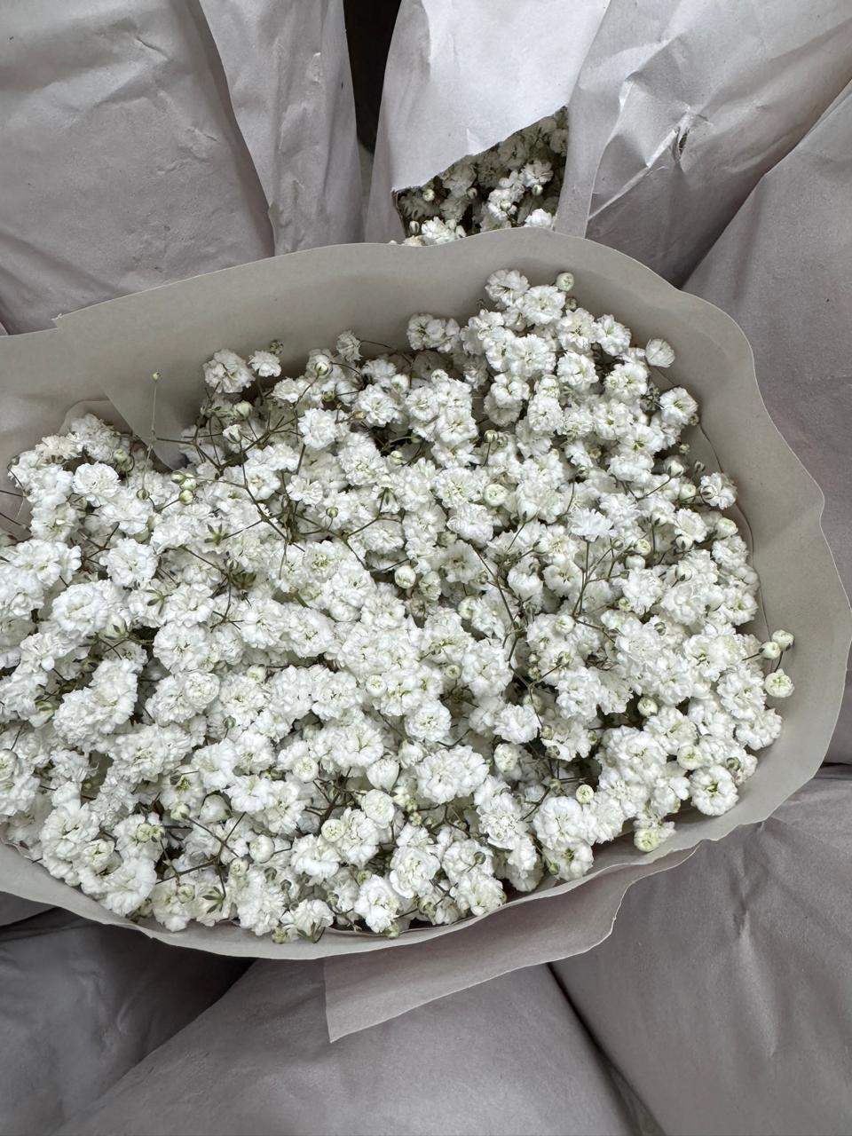 Gypsophila White Xlence white 80 A1 MASFLOWERS S.A.S Ecuador comprar al por mayor en M-Flowers 4