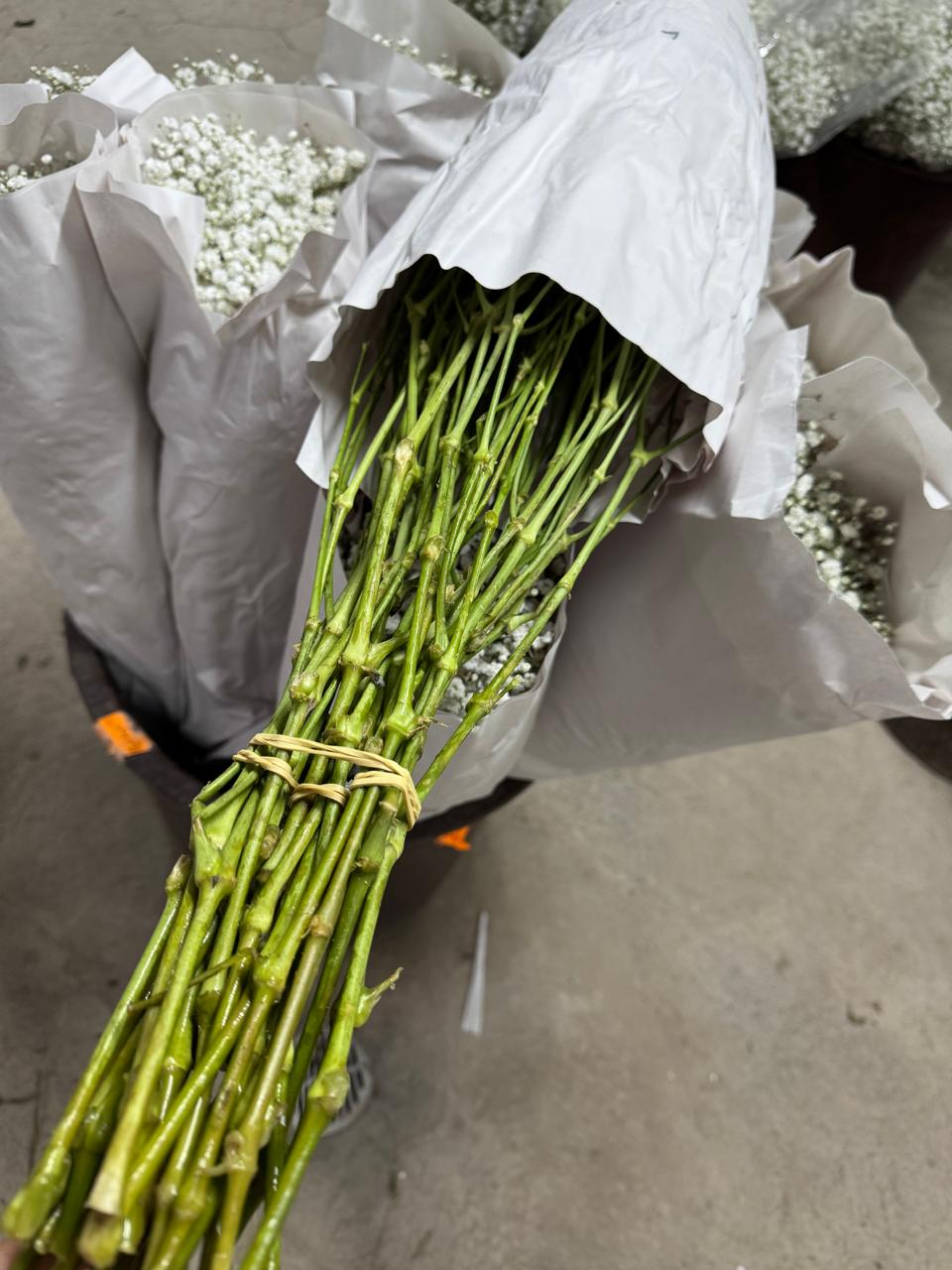 Gypsophila White Xlence MASFLOWERS S.A.S | M-flowers – цветочная