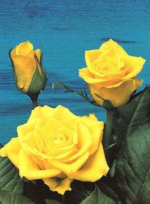 Rose Aalsmeer gold gold 60 A1 Rose Aalsmeer gold 60 A1 ALBERT FLOWERS EC buy wholesale on M-Flowers