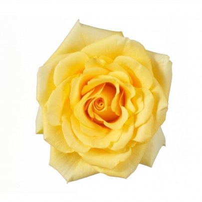 Rose Gold Strike 35 A1 EVERFLORA LIMITED KE buy wholesale on M-Flowers